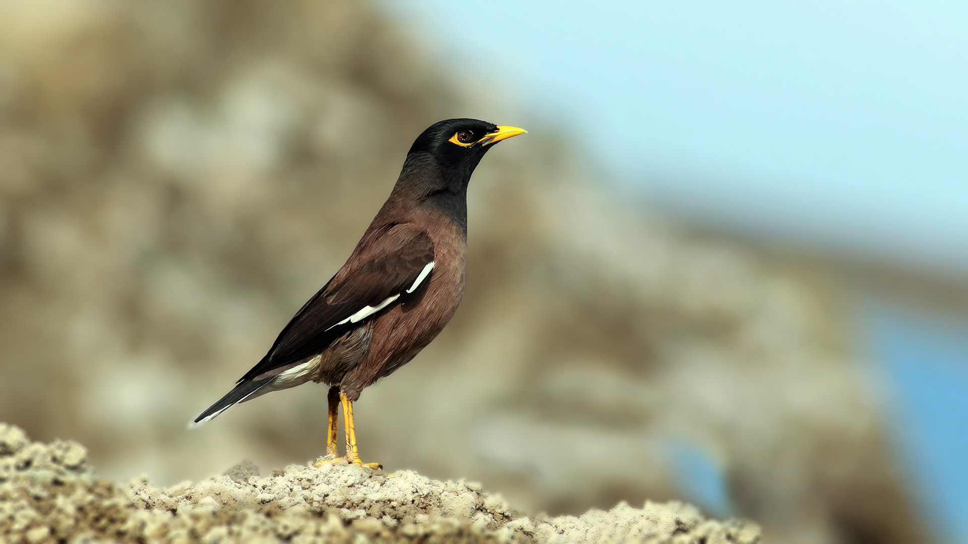 Çiğdeci » Common Myna » Acridotheres tristis