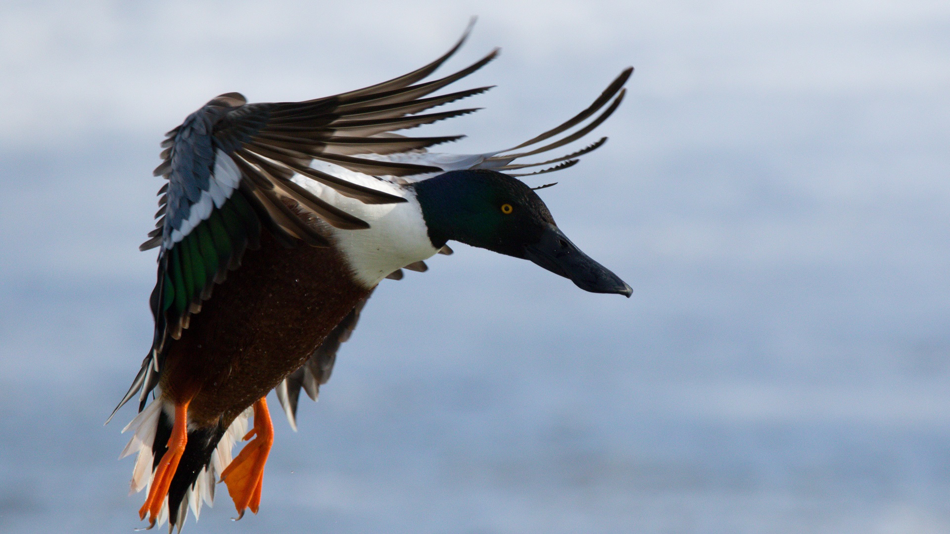 Kaşıkgaga » Northern Shoveler » Spatula clypeata