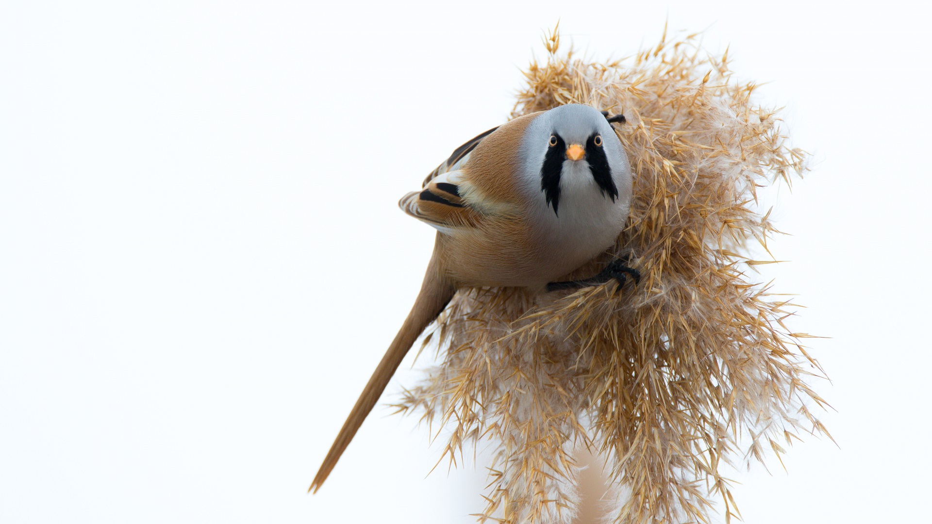 Bıyıklı baştankara » Bearded Reedling » Panurus biarmicus