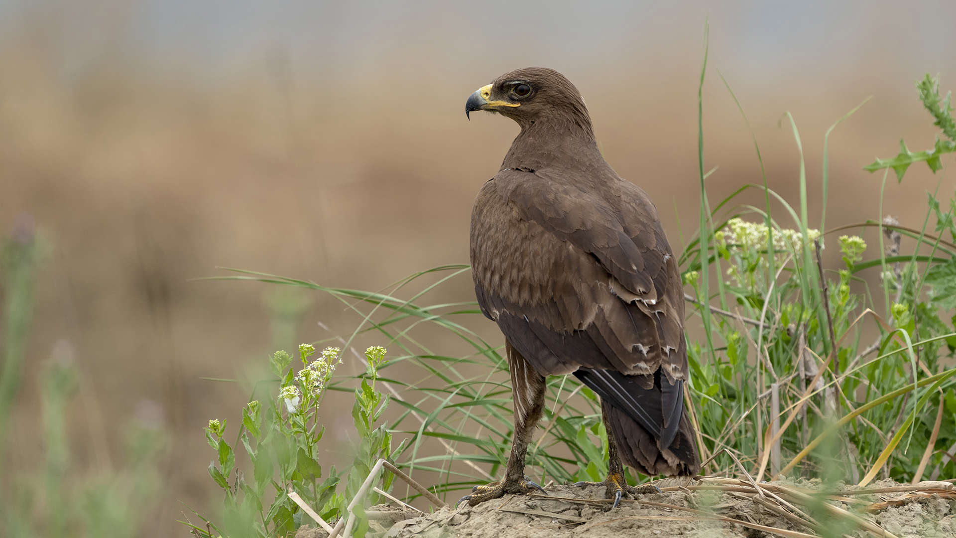 Küçük orman kartalı » Lesser Spotted Eagle » Clanga pomarina