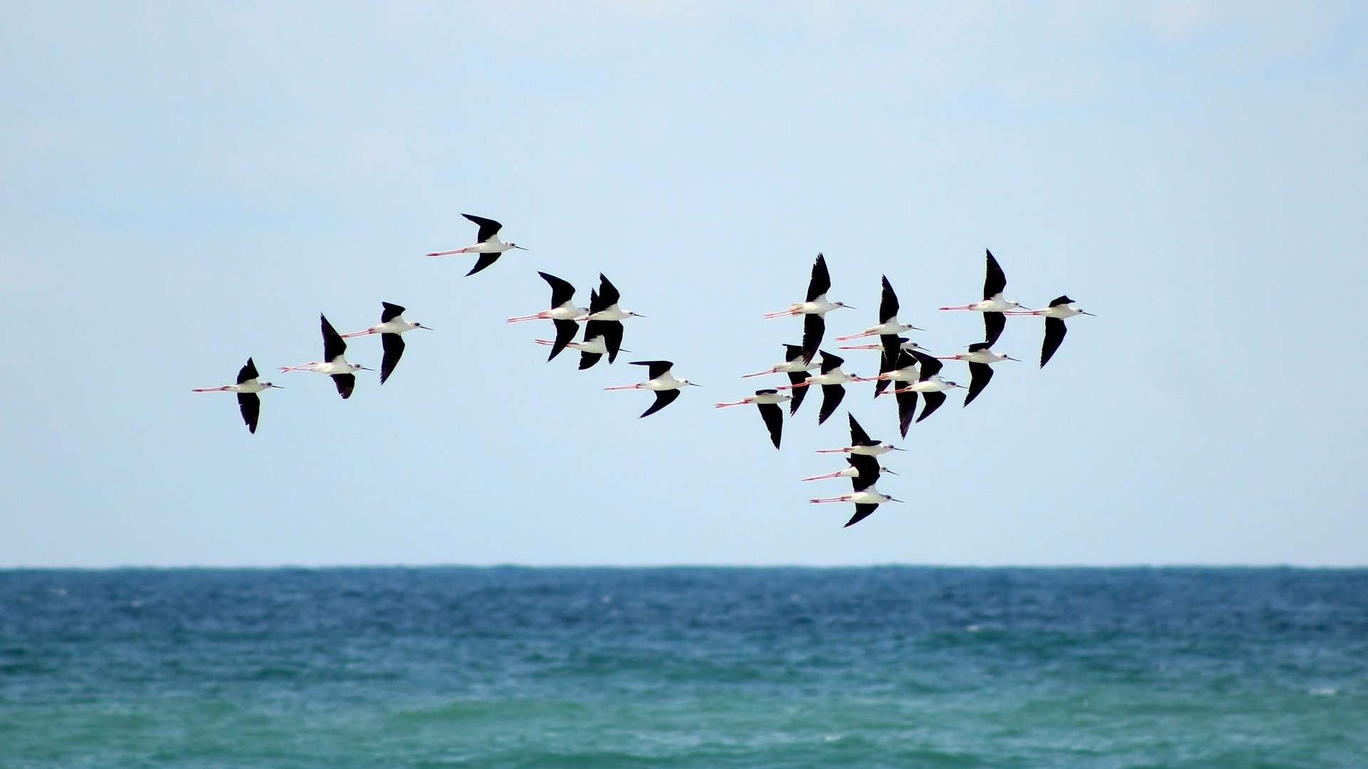 Uzunbacak » Black-winged Stilt » Himantopus himantopus