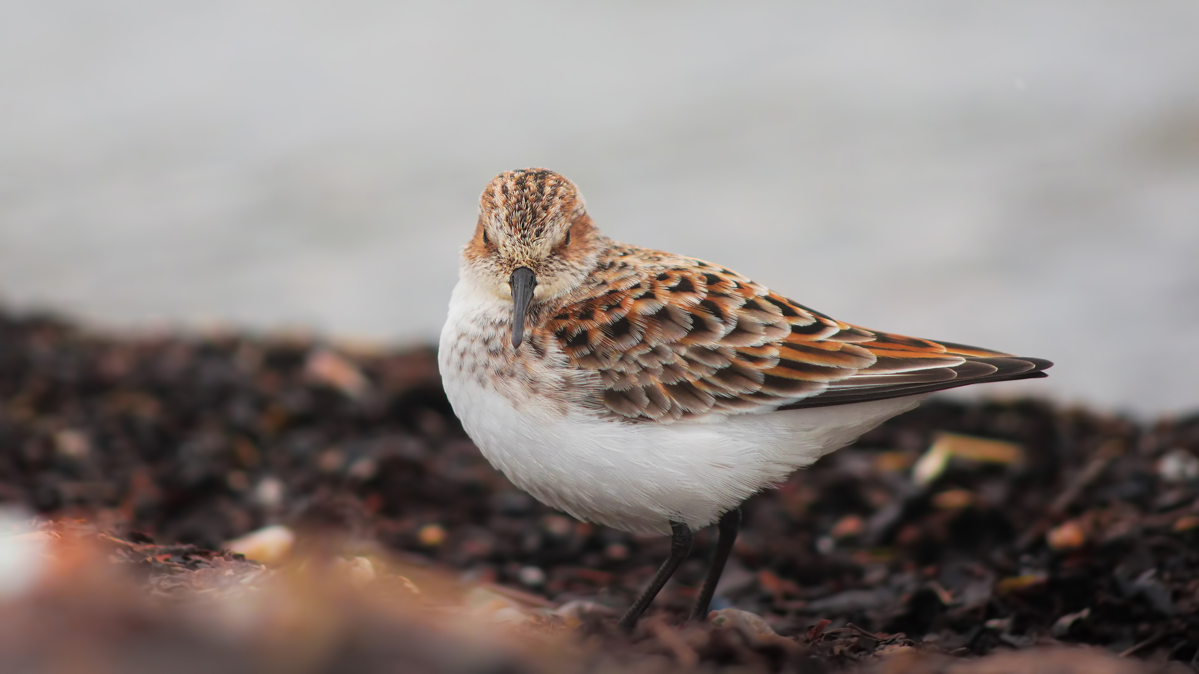 Küçük kumkuşu » Little Stint » Calidris minuta