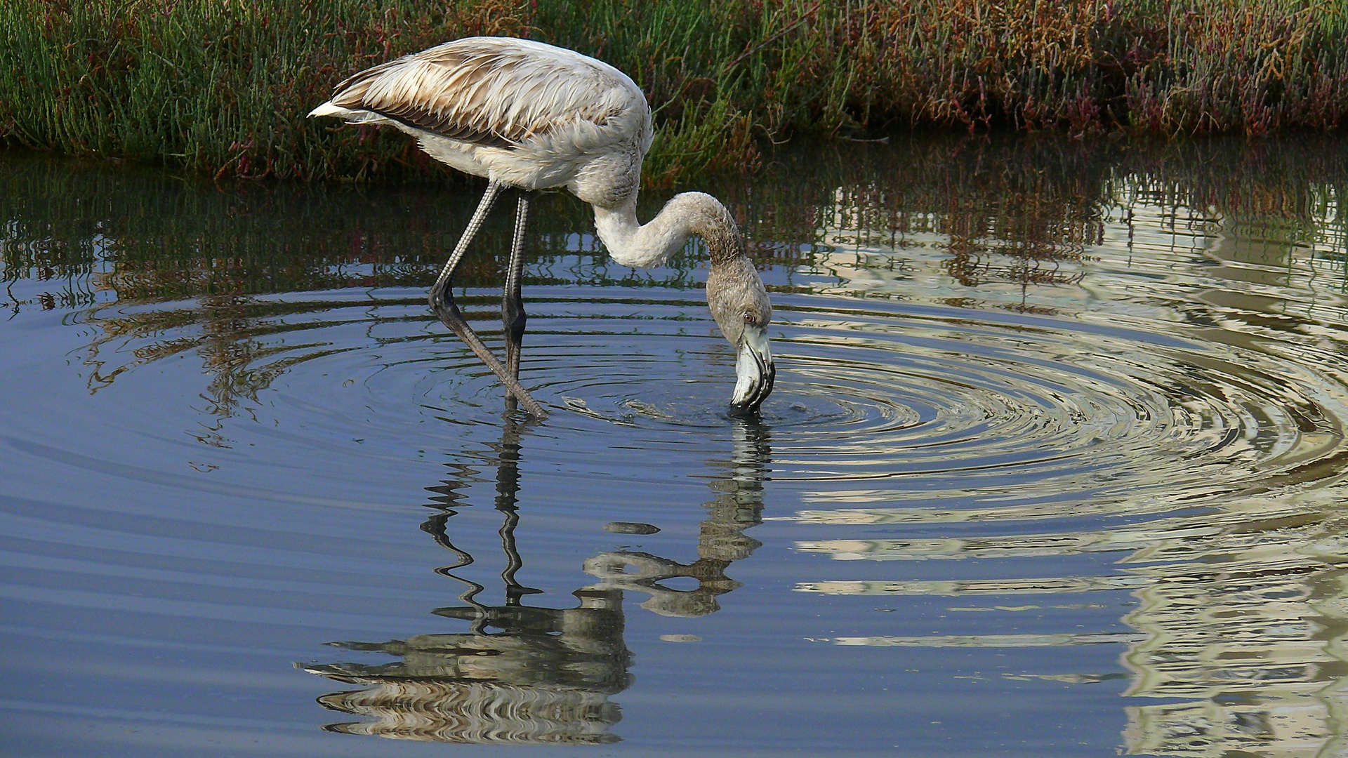 Flamingo