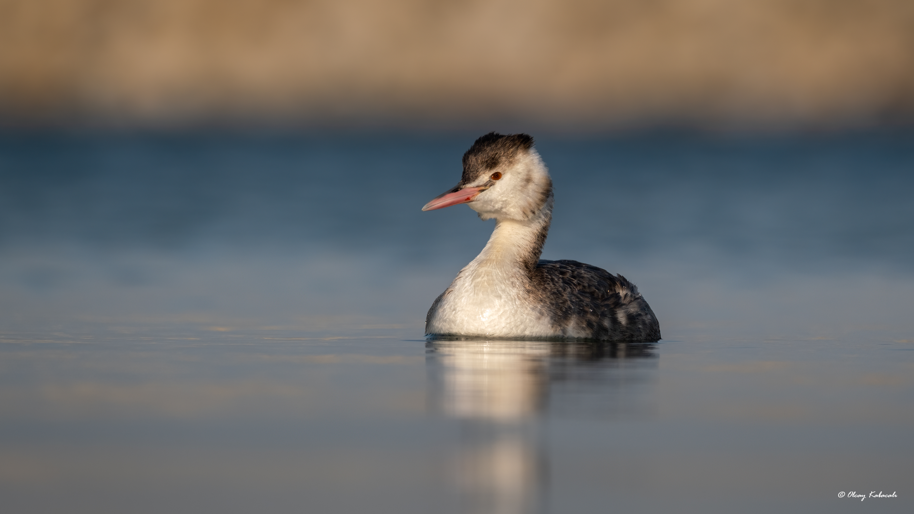 Bahri » Great Crested Grebe » Podiceps cristatus