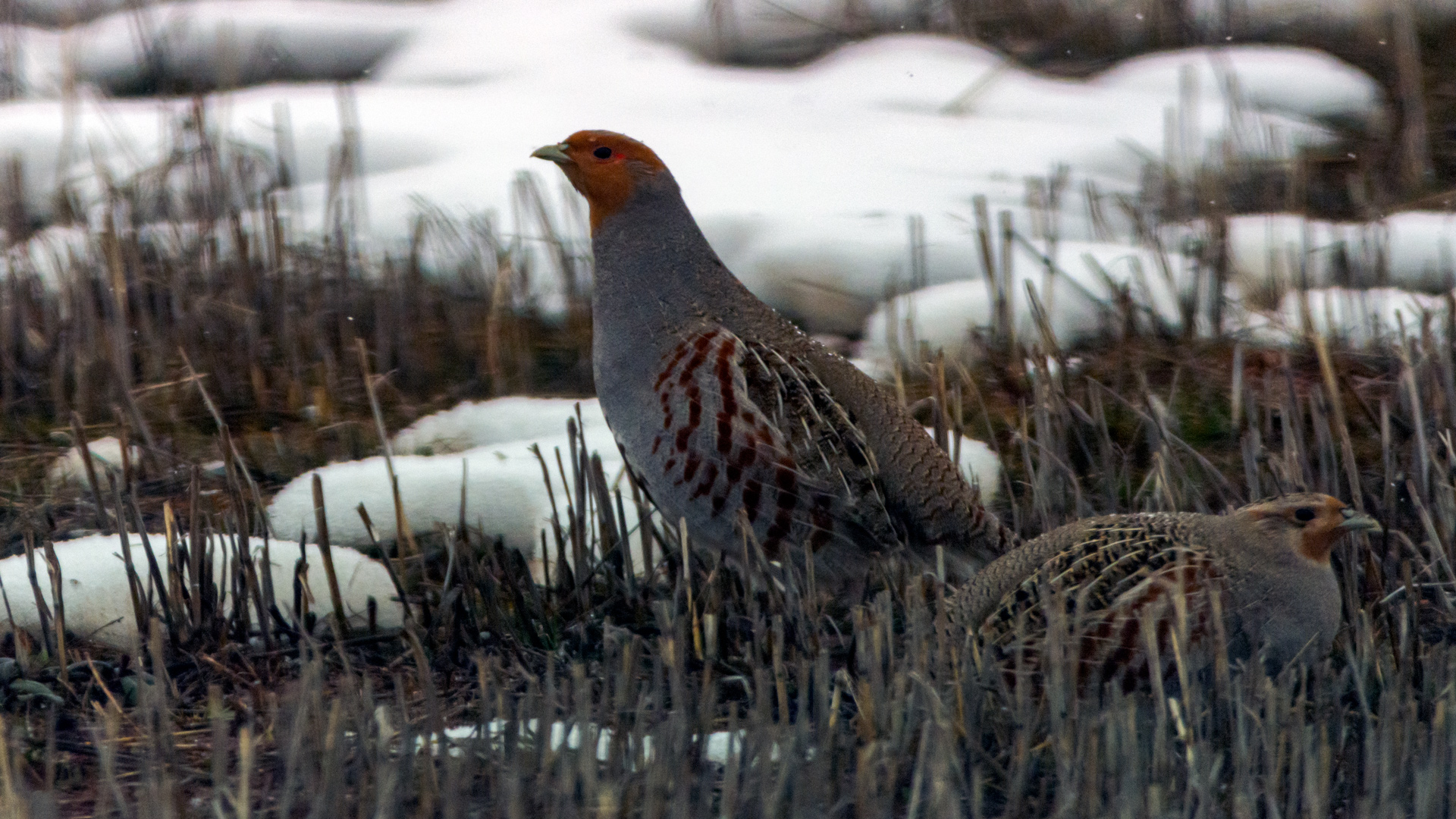 Çilkeklik » Grey Partridge » Perdix perdix