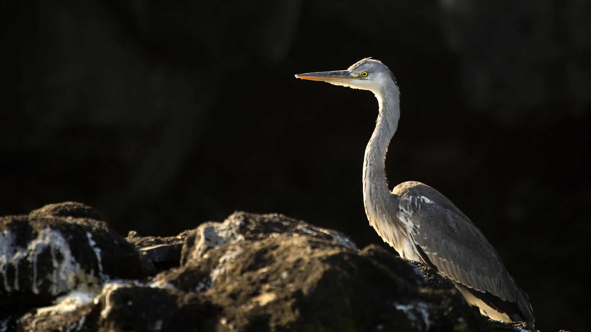 Gri balıkçıl » Grey Heron » Ardea cinerea