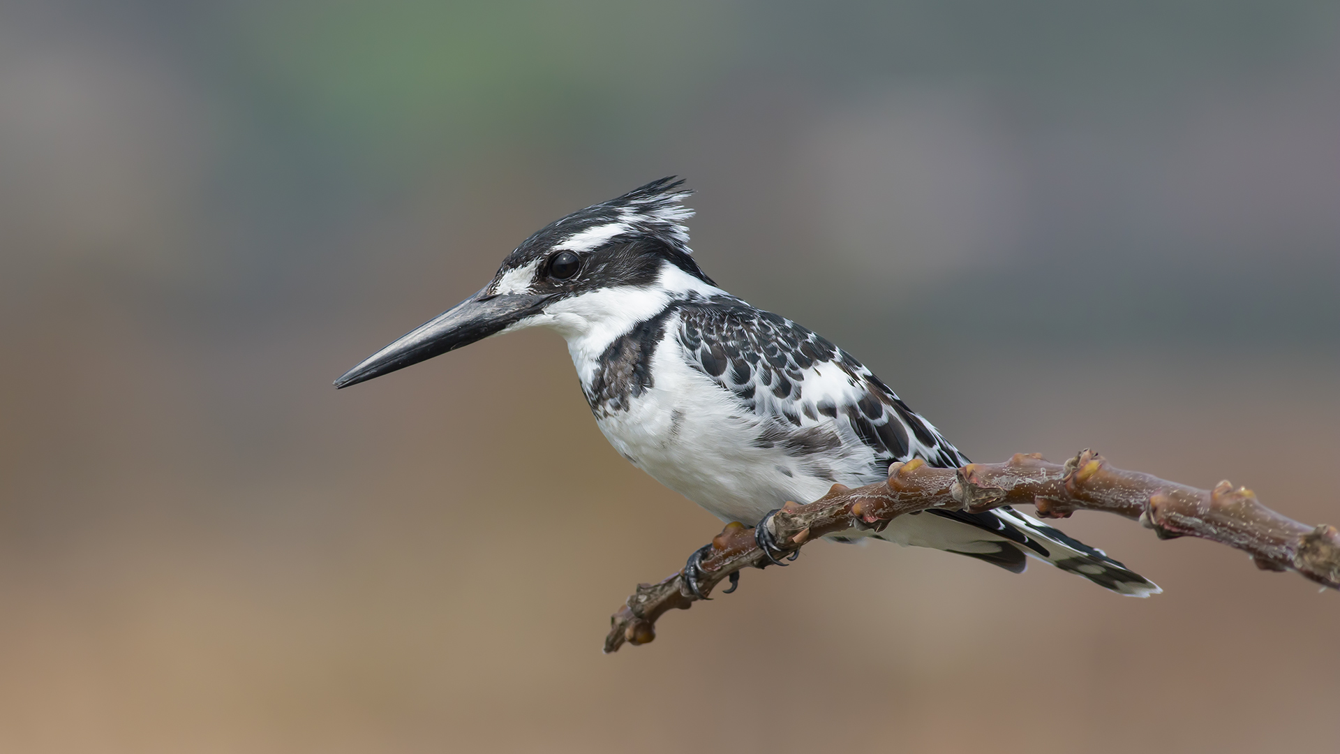 Alaca yalıçapkını » Pied Kingfisher » Ceryle rudis