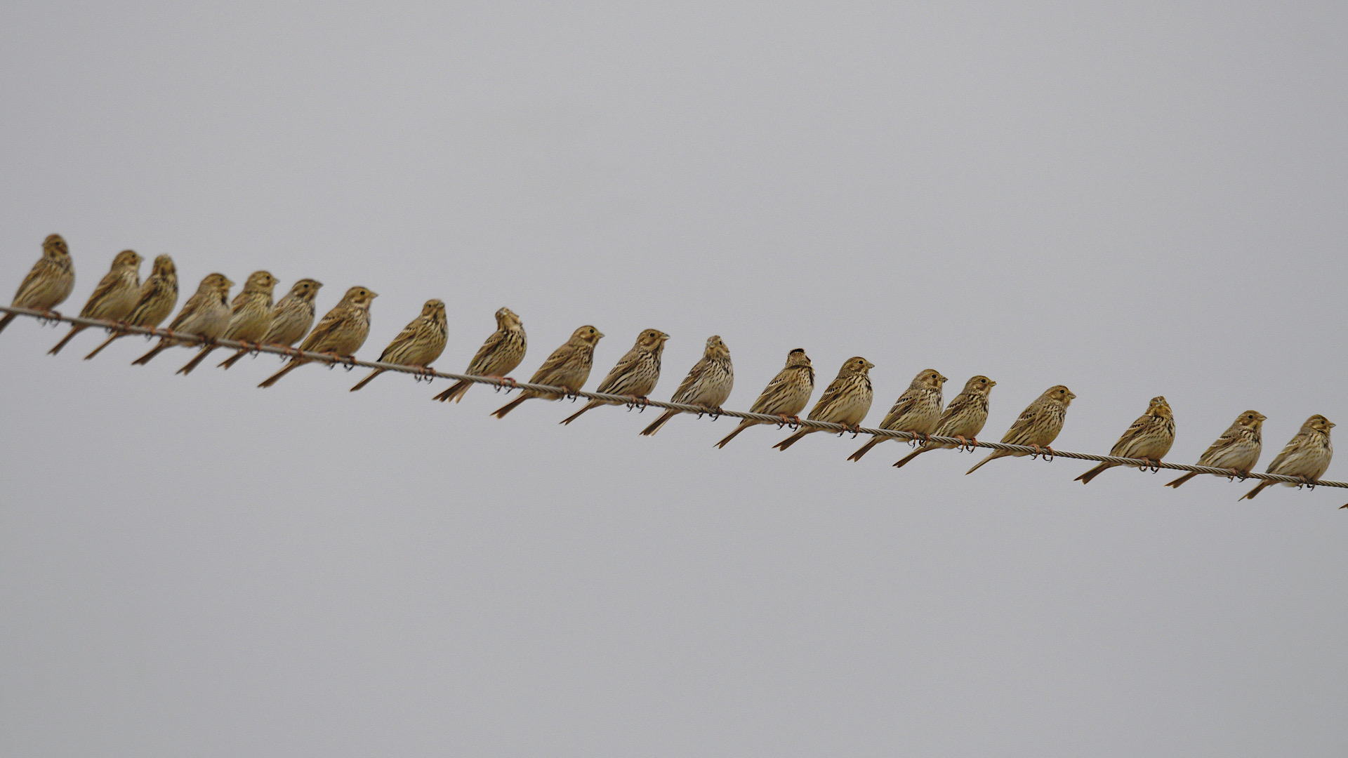 Tarla kirazkuşu » Corn Bunting » Emberiza calandra