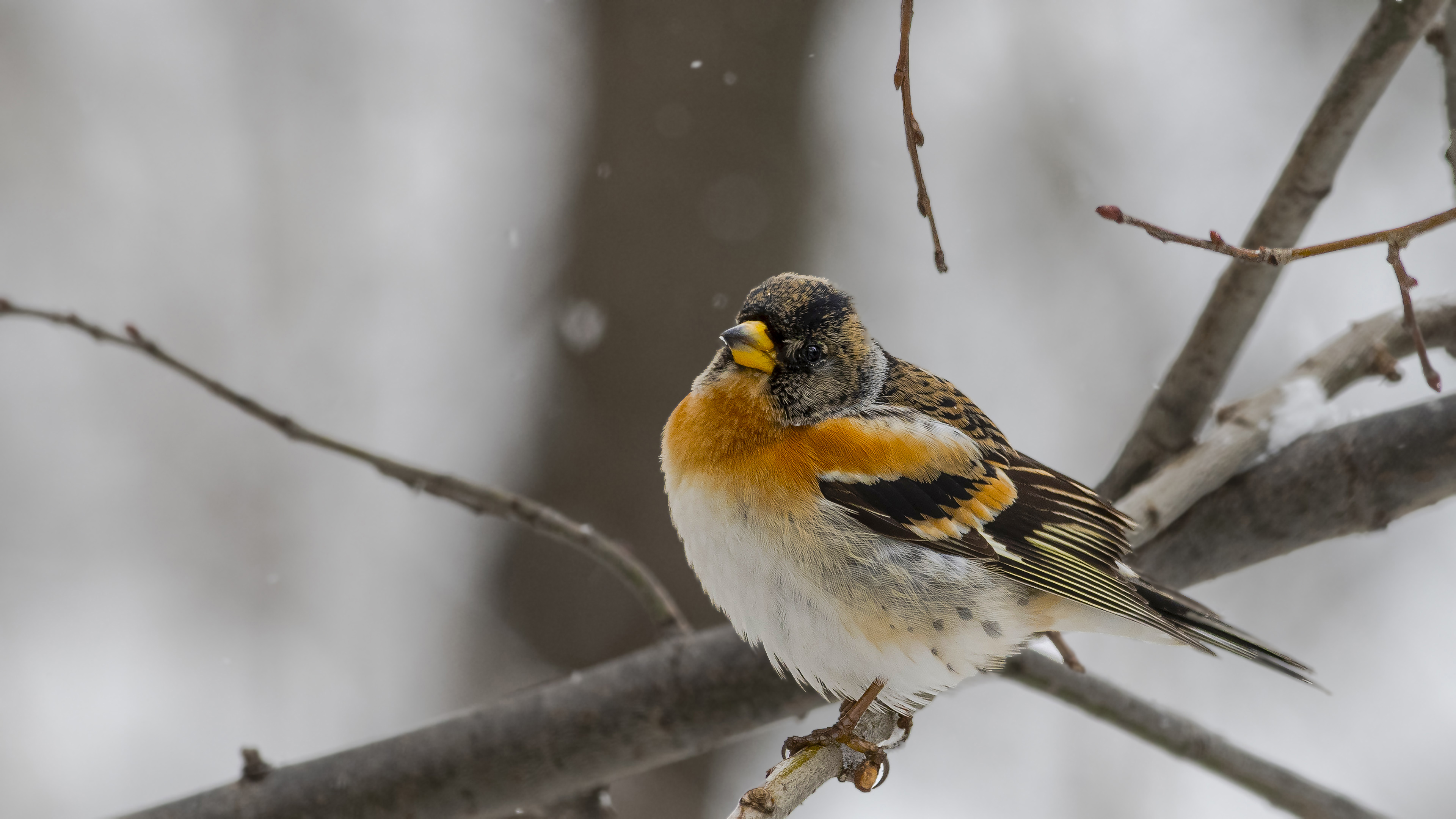 Dağ ispinozu » Brambling » Fringilla montifringilla