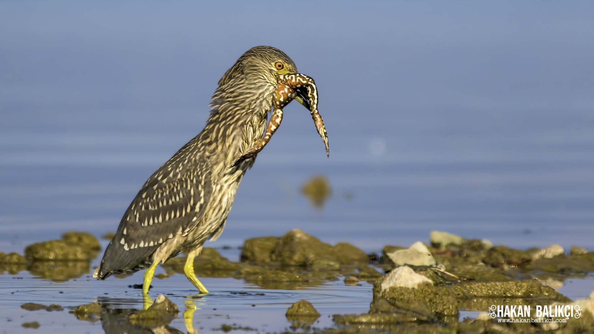 Gece balıkçılı » Black-crowned Night Heron » Nycticorax nycticorax