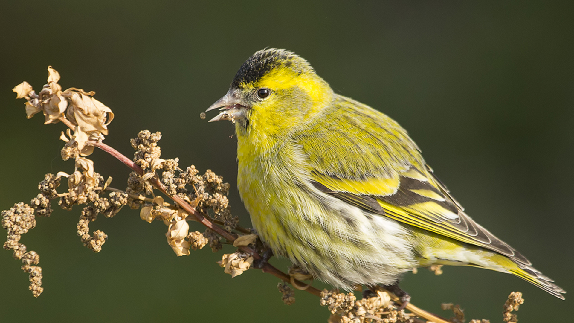 Karabaşlı iskete » Eurasian Siskin » Spinus spinus