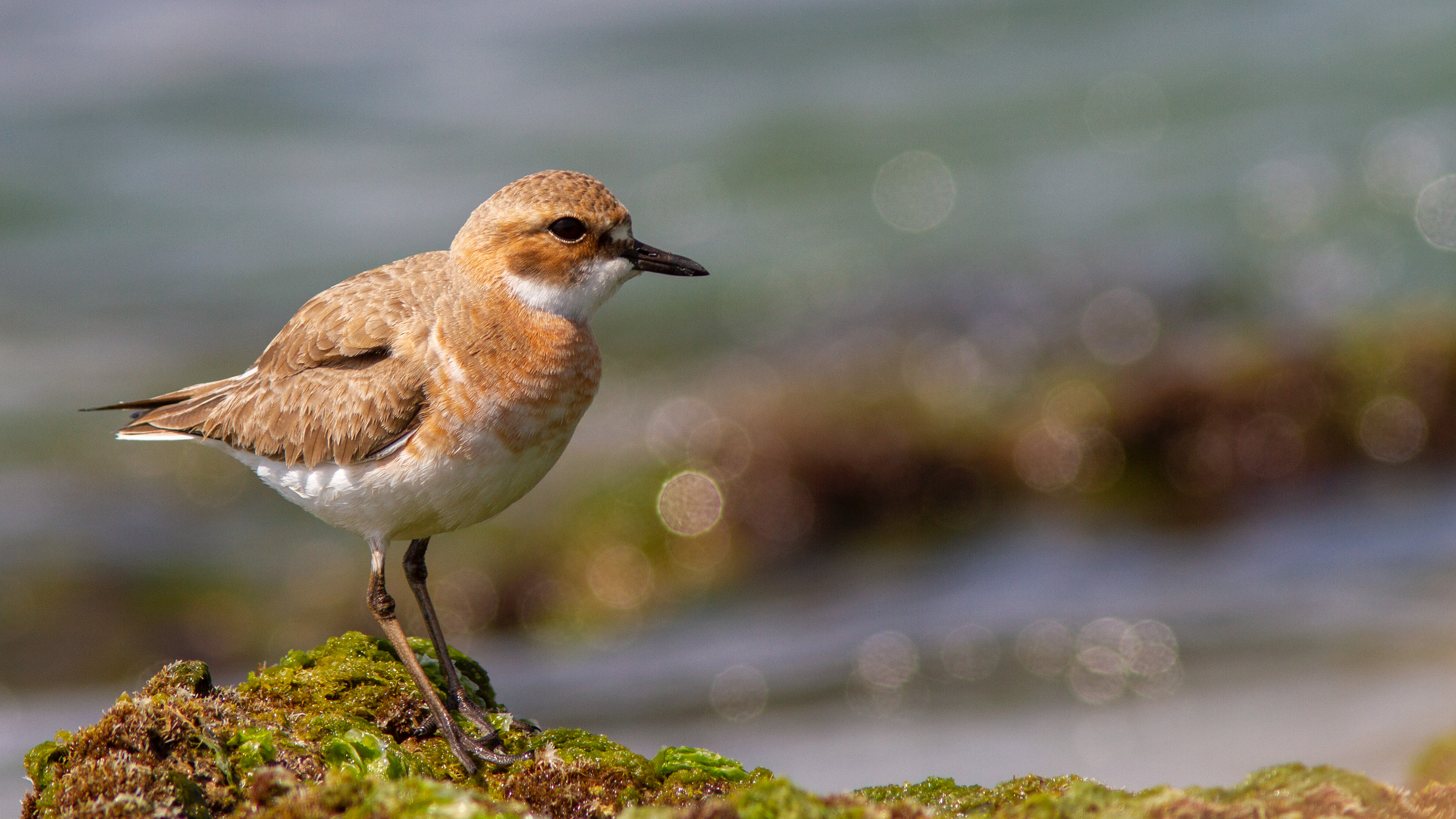 Büyük cılıbıt » Greater Sand Plover » Charadrius leschenaultii