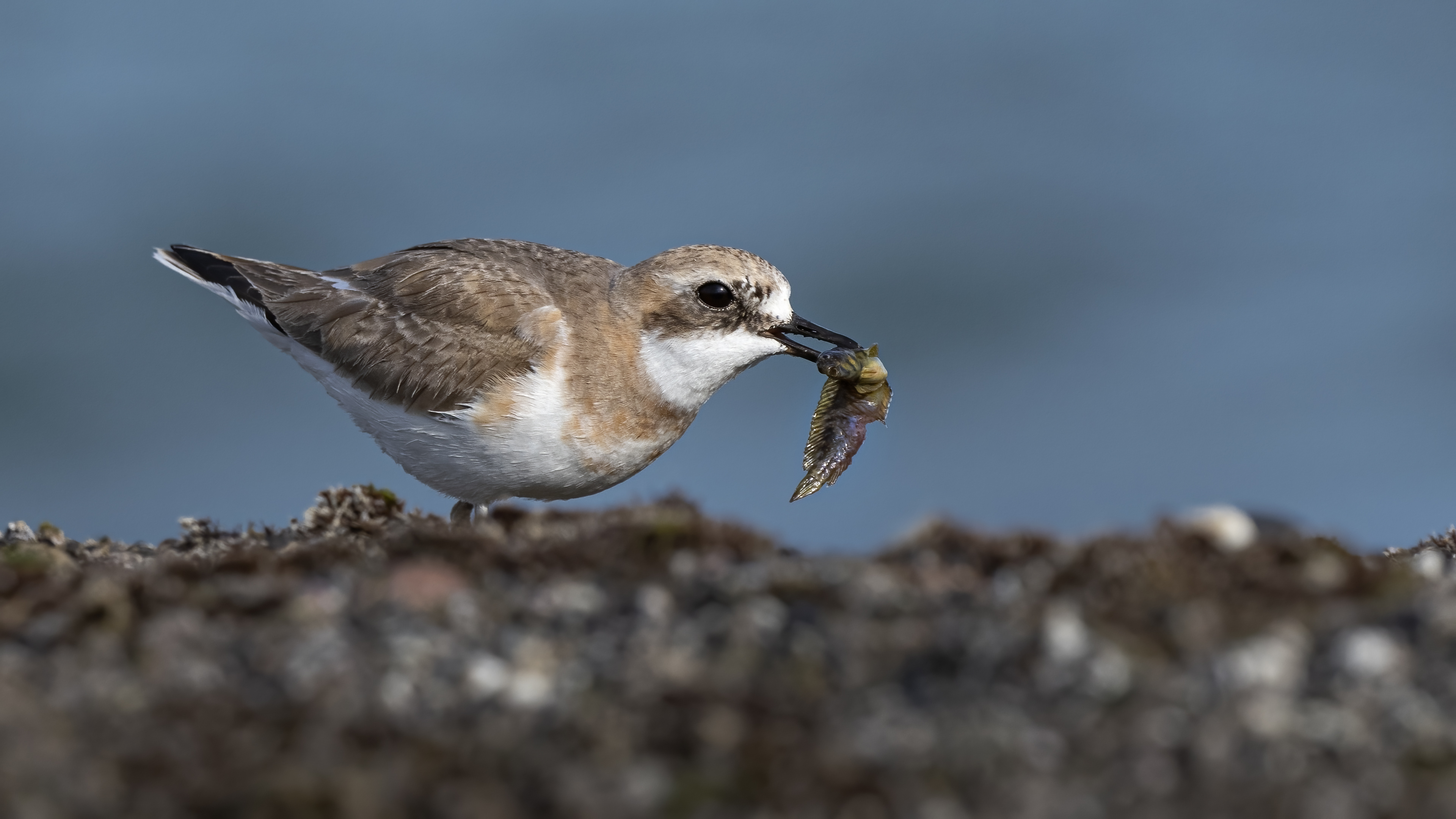 Büyük cılıbıt » Greater Sand Plover » Charadrius leschenaultii