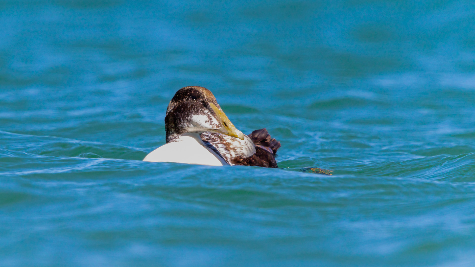 Pufla » Common Eider » Somateria mollissima