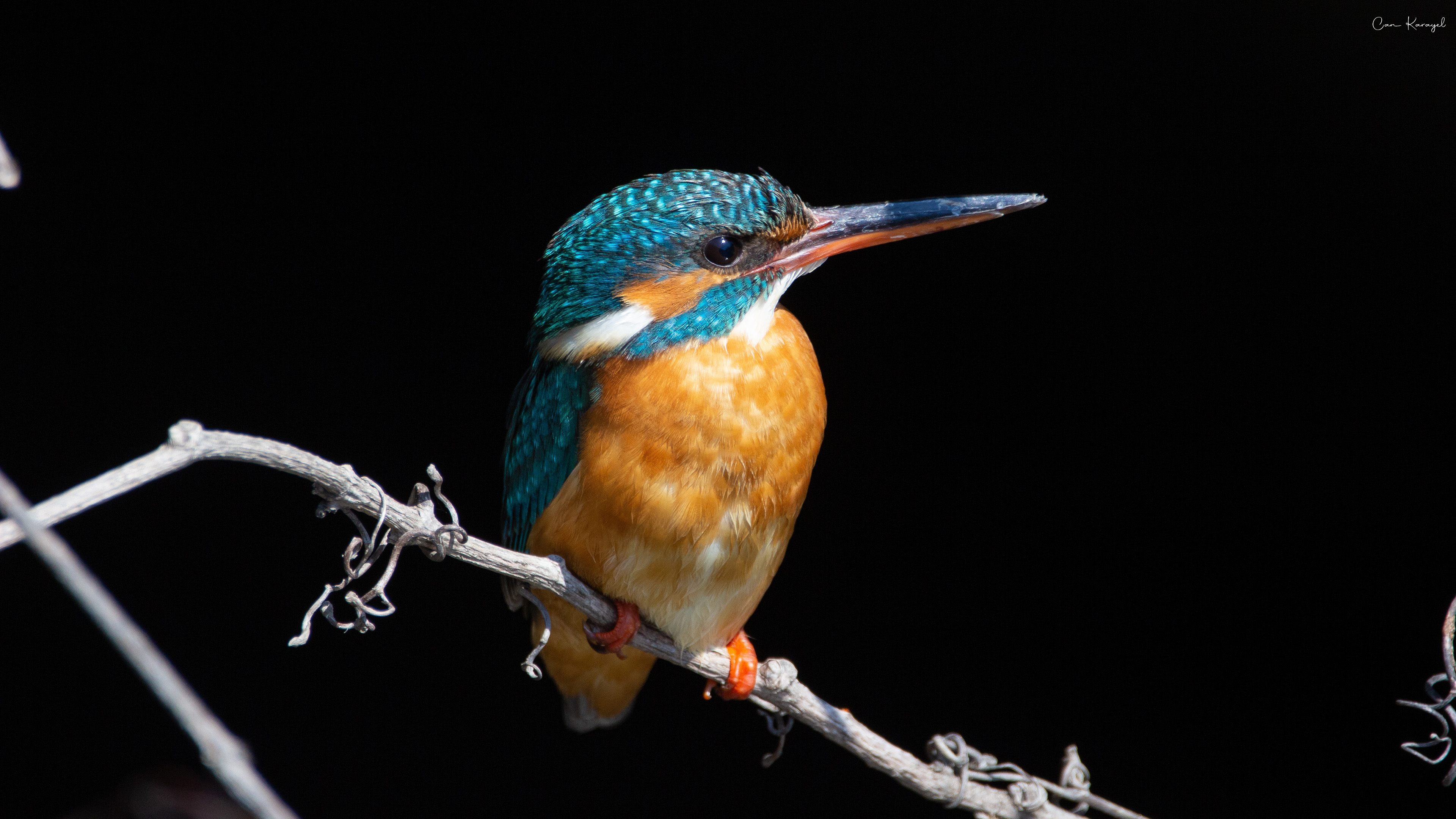 Yalıçapkını » Common Kingfisher » Alcedo atthis