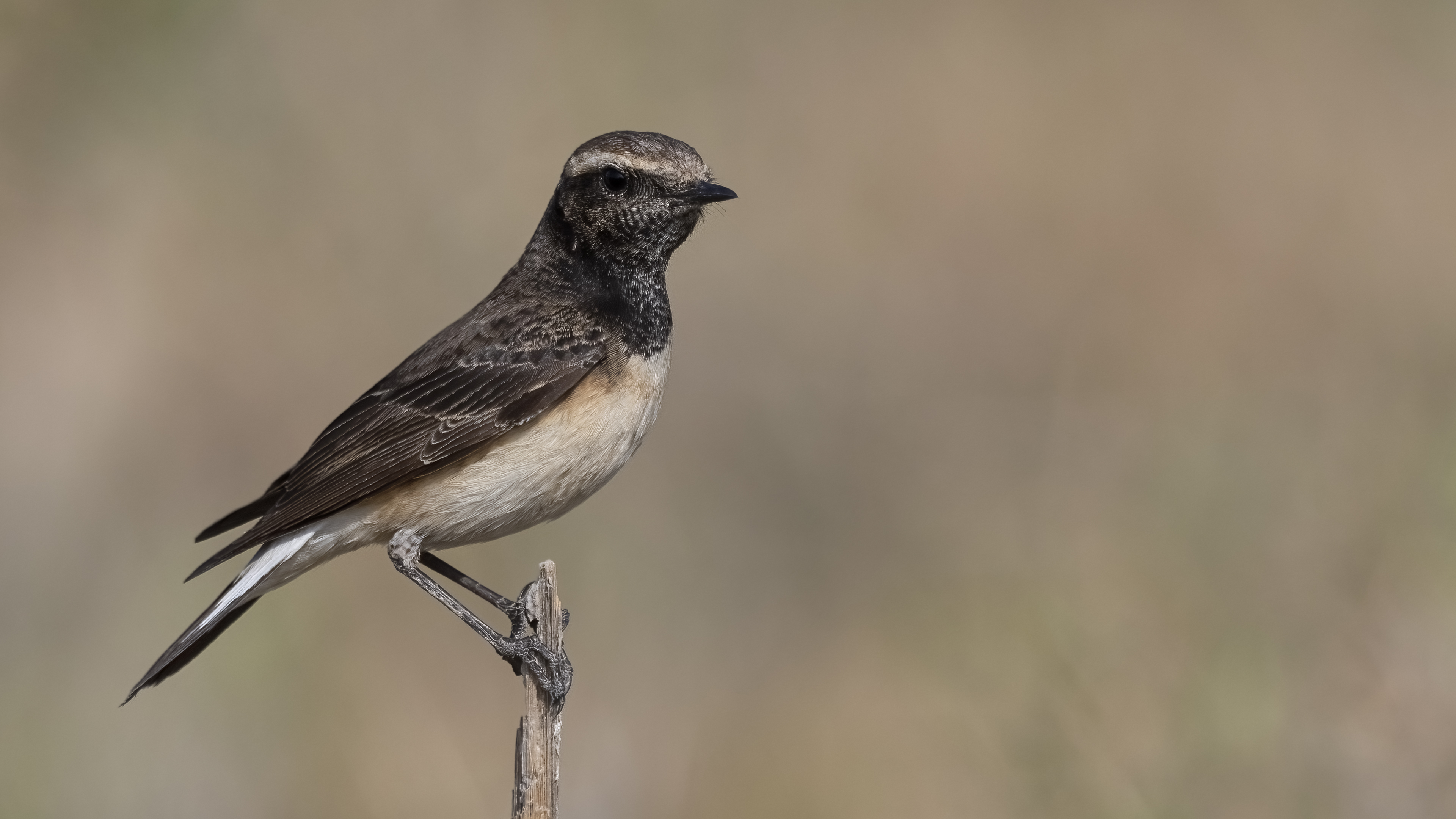 Kıbrıs kuyrukkakanı » Cyprus Wheatear » Oenanthe cypriaca