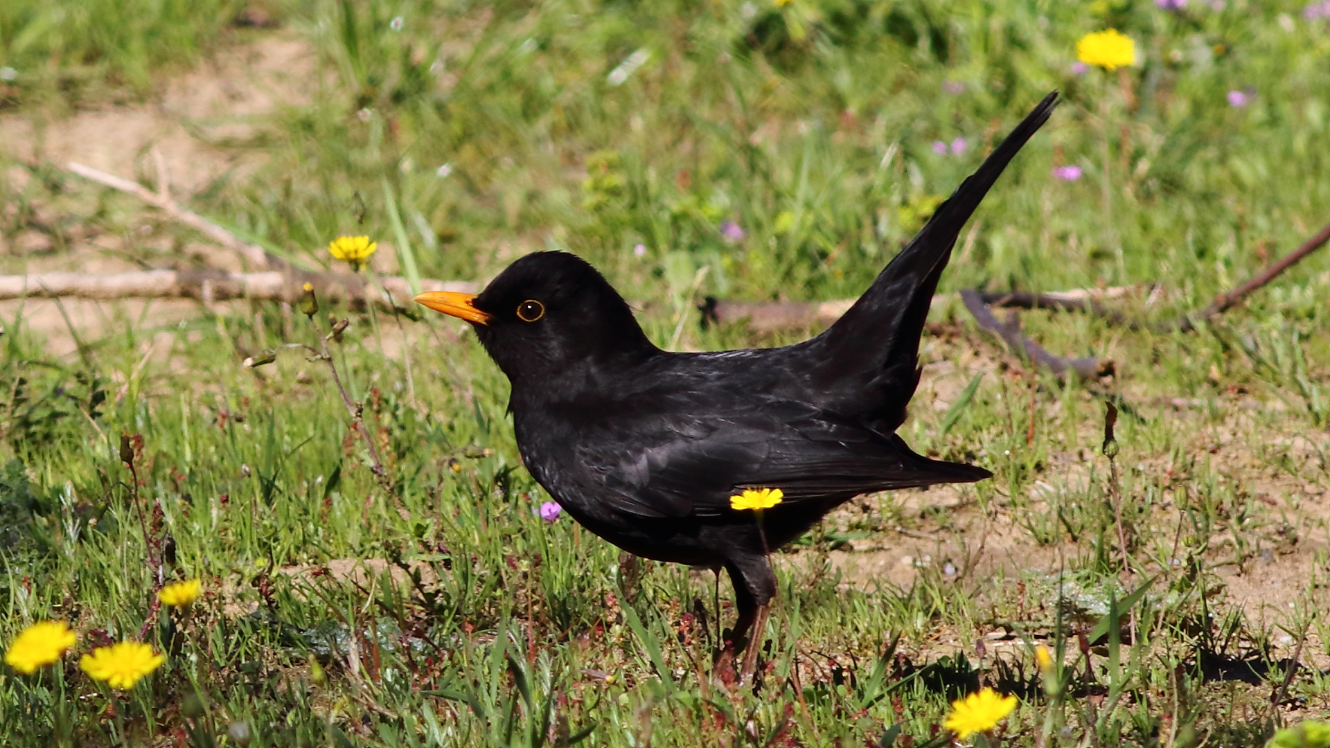 Karatavuk » Common Blackbird » Turdus merula