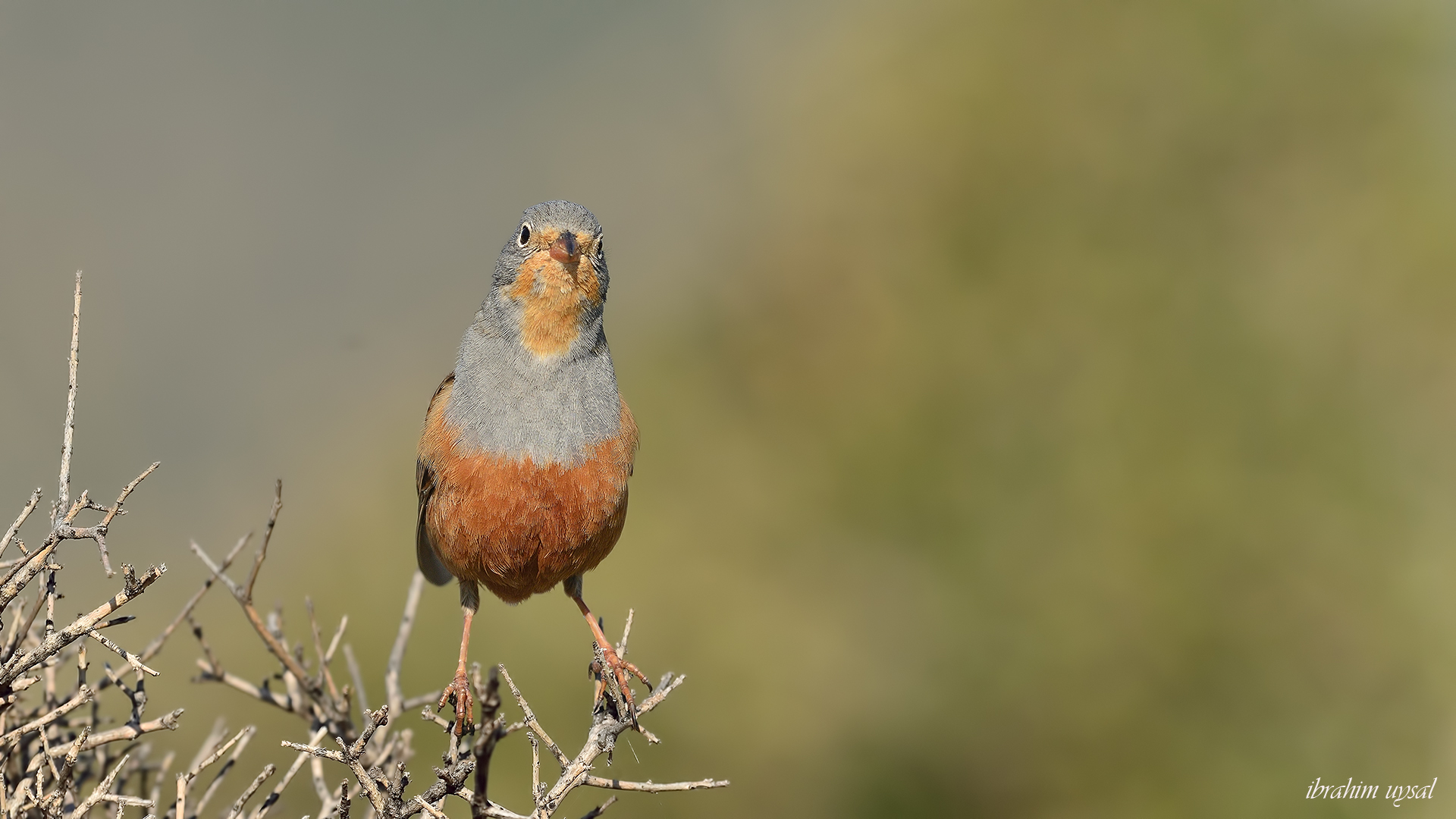 Kızıl kirazkuşu » Cretzschmar`s Bunting » Emberiza caesia