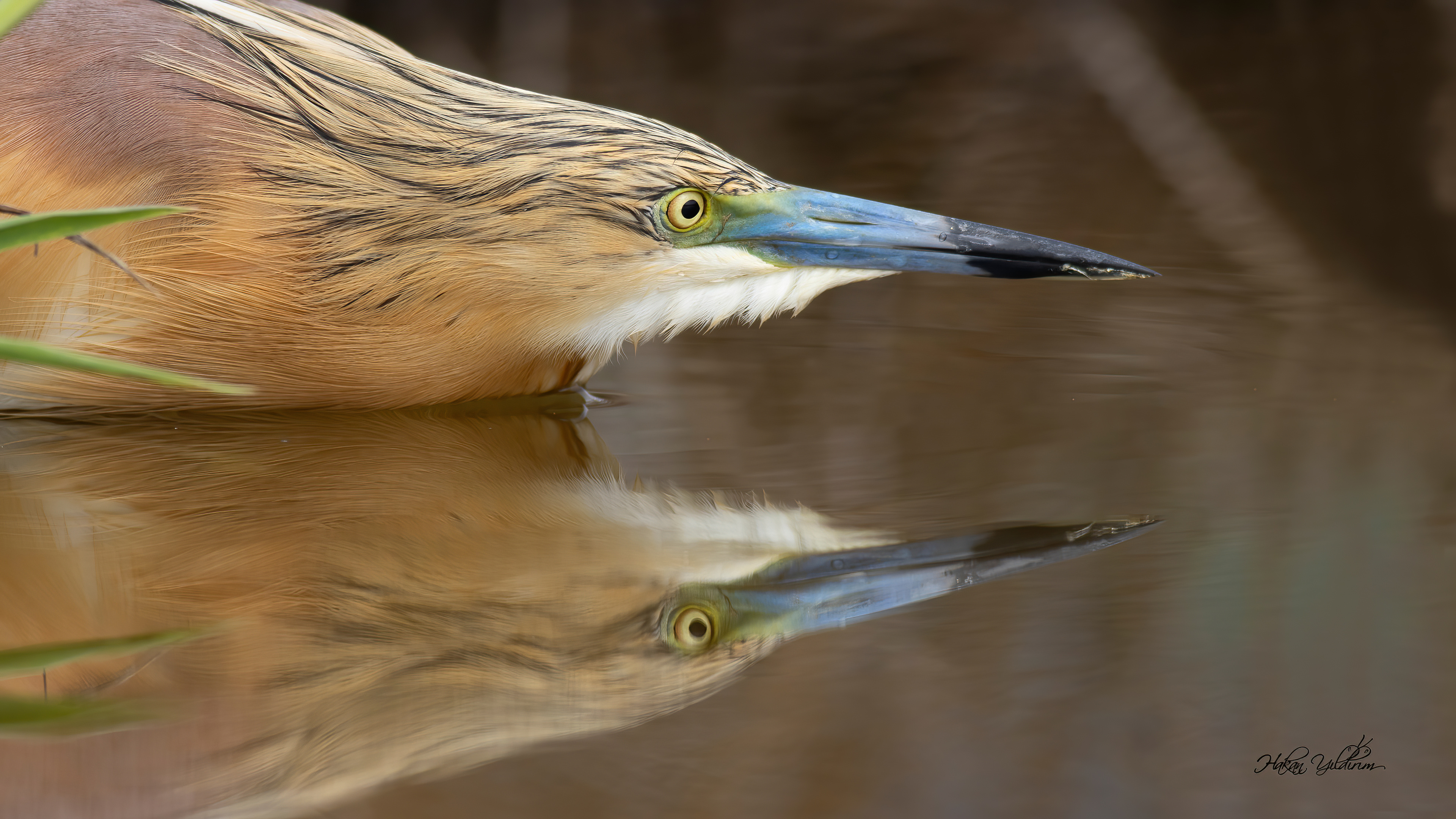 Alaca balıkçıl » Squacco Heron » Ardeola ralloides