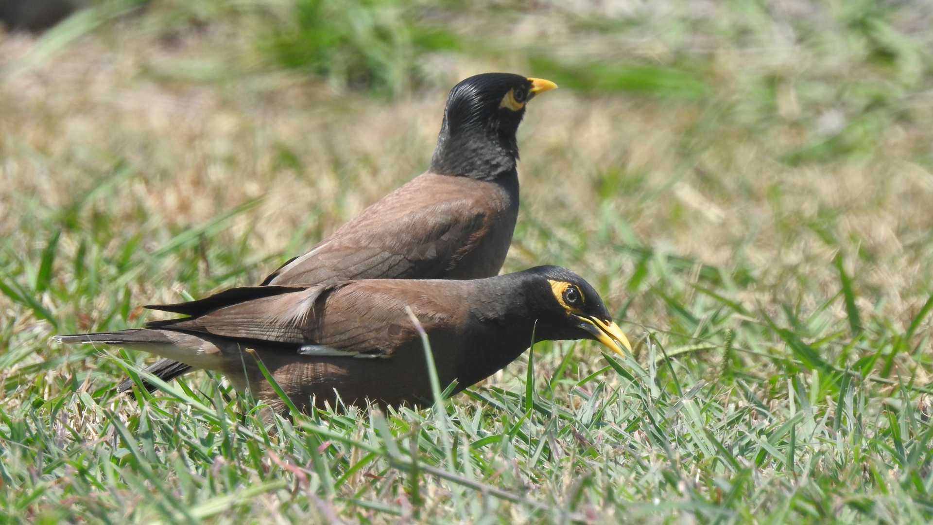 Çiğdeci » Common Myna » Acridotheres tristis