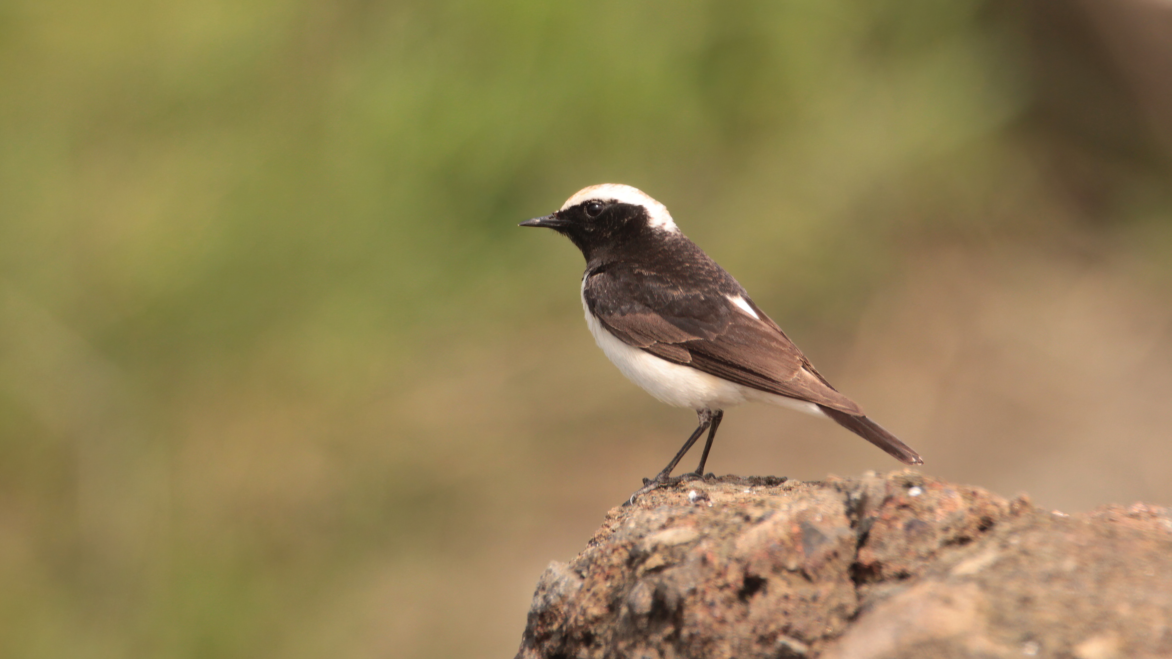 Alaca kuyrukkakan » Pied Wheatear » Oenanthe pleschanka