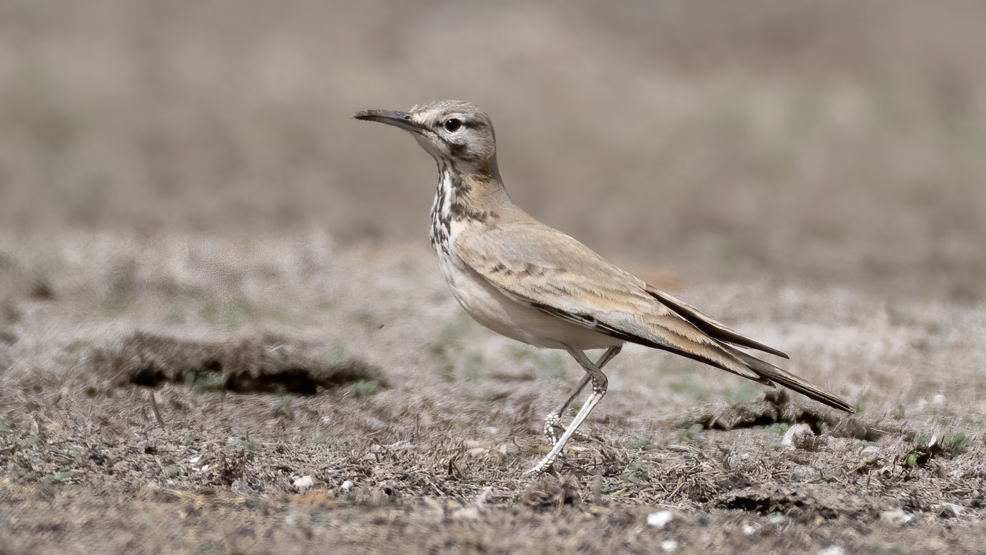 İbibik toygarı » Greater Hoopoe-Lark » Alaemon alaudipes