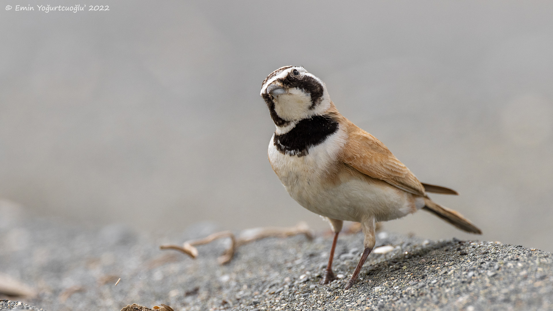 Çöl kulaklı toygarı » Temminck's Lark » Eremophila bilopha