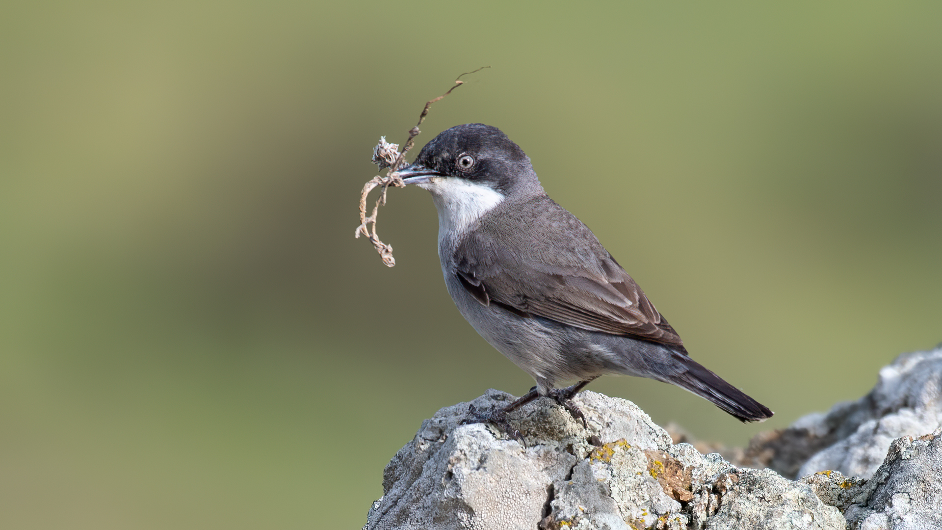 Akgözlü ötleğen » Eastern Orphean Warbler » Sylvia crassirostris