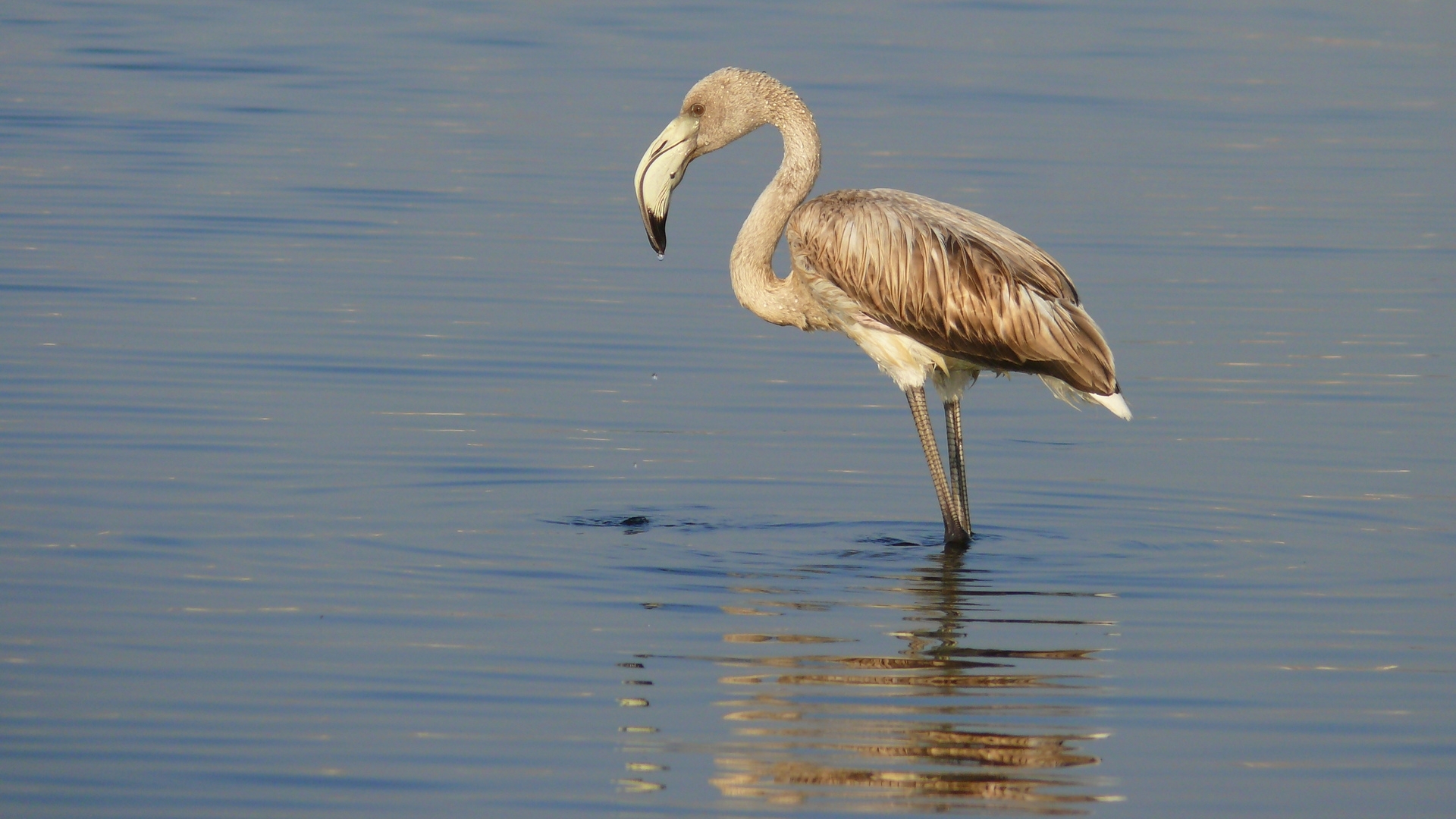 Flamingo