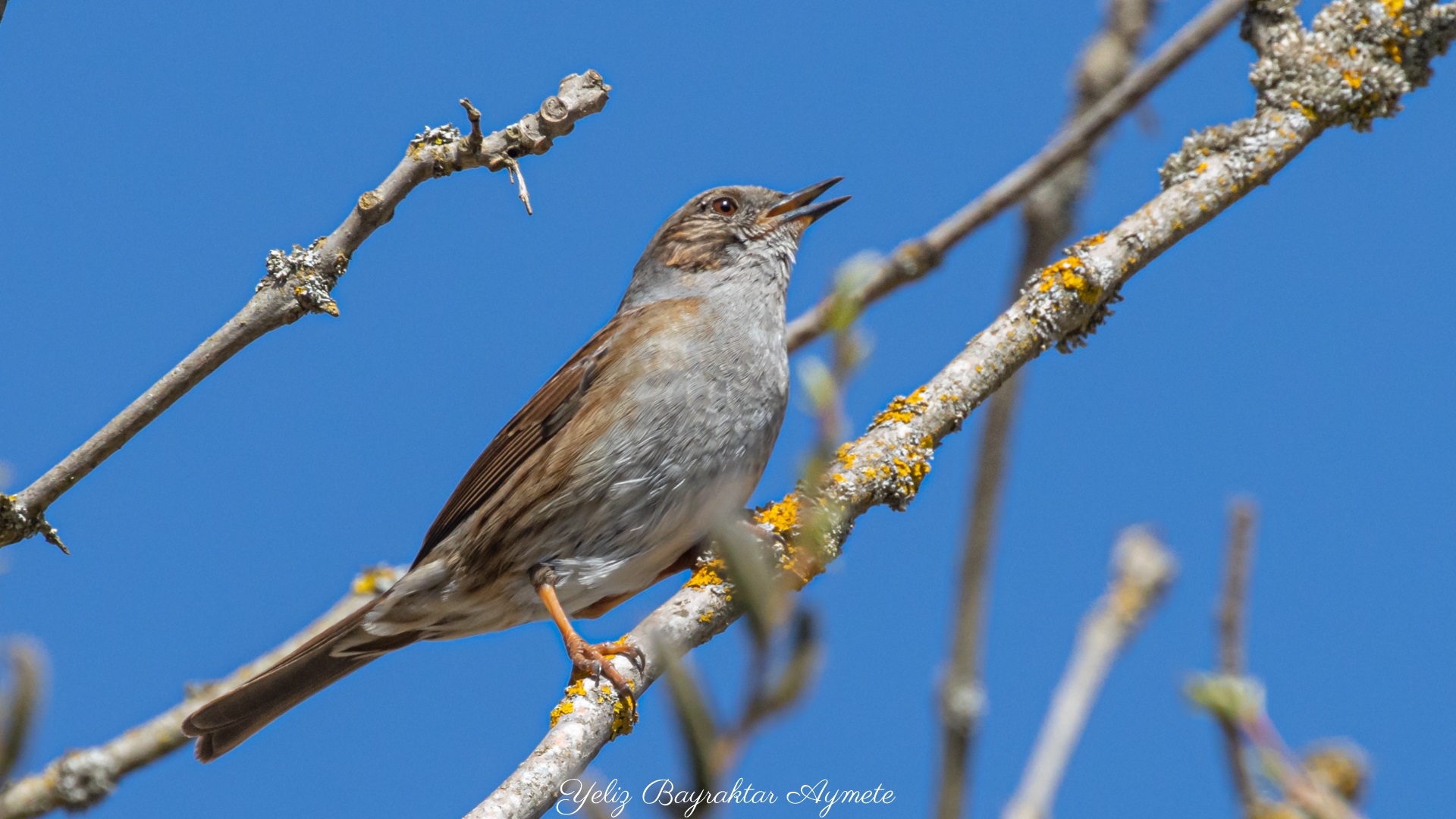 Dağbülbülü » Dunnock » Prunella modularis