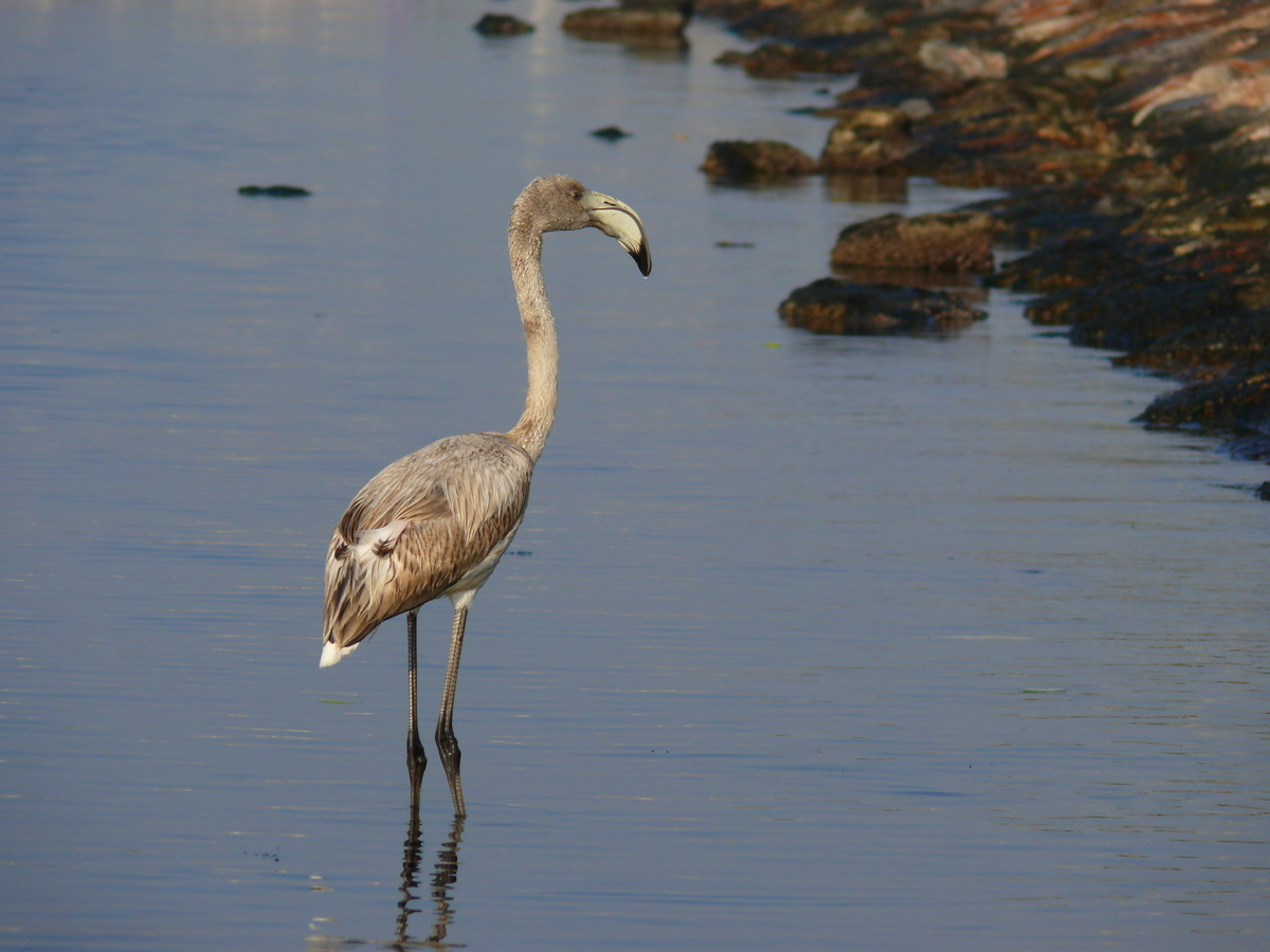 Flamingo