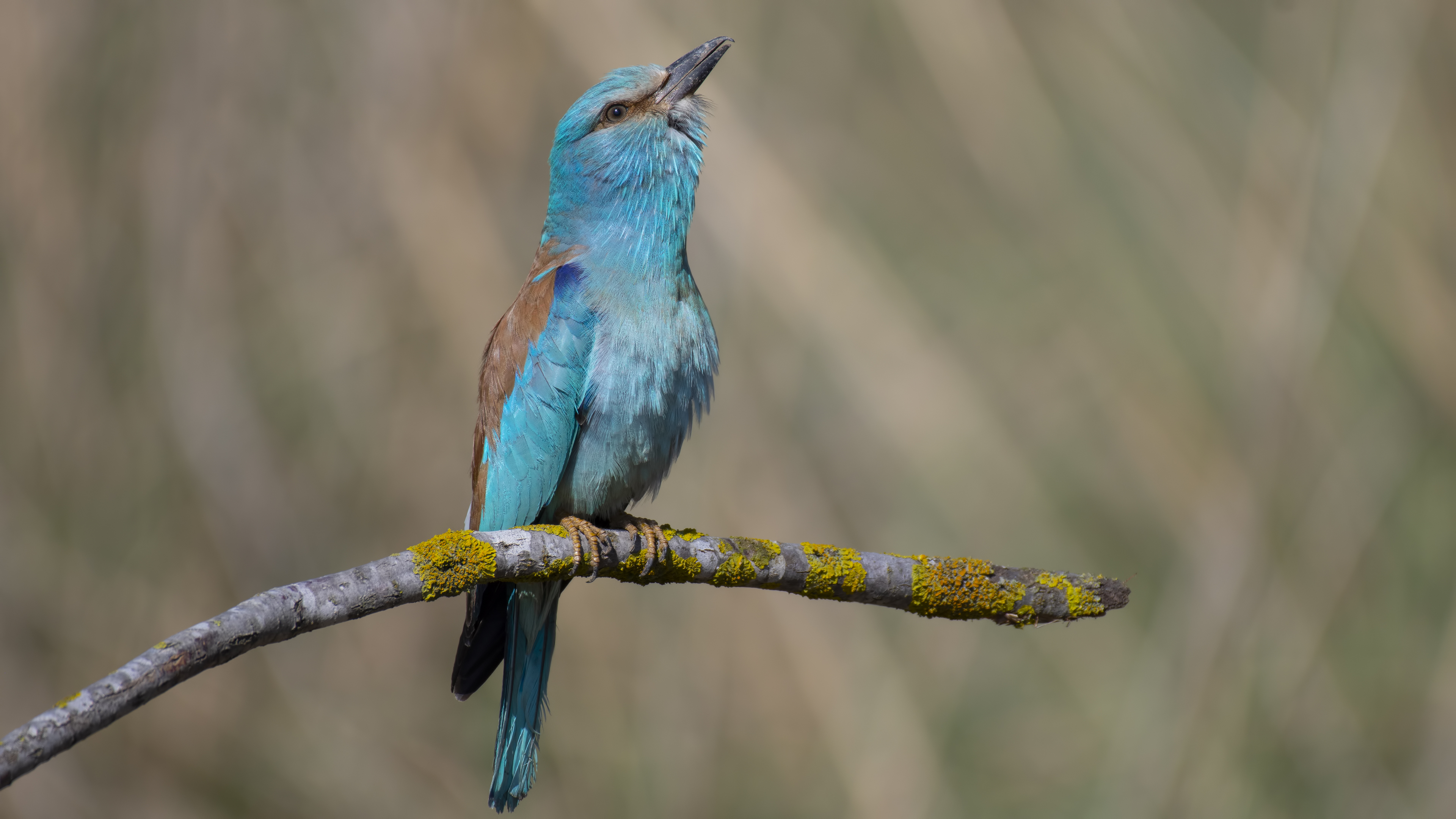 Gökkuzgun » European Roller » Coracias garrulus