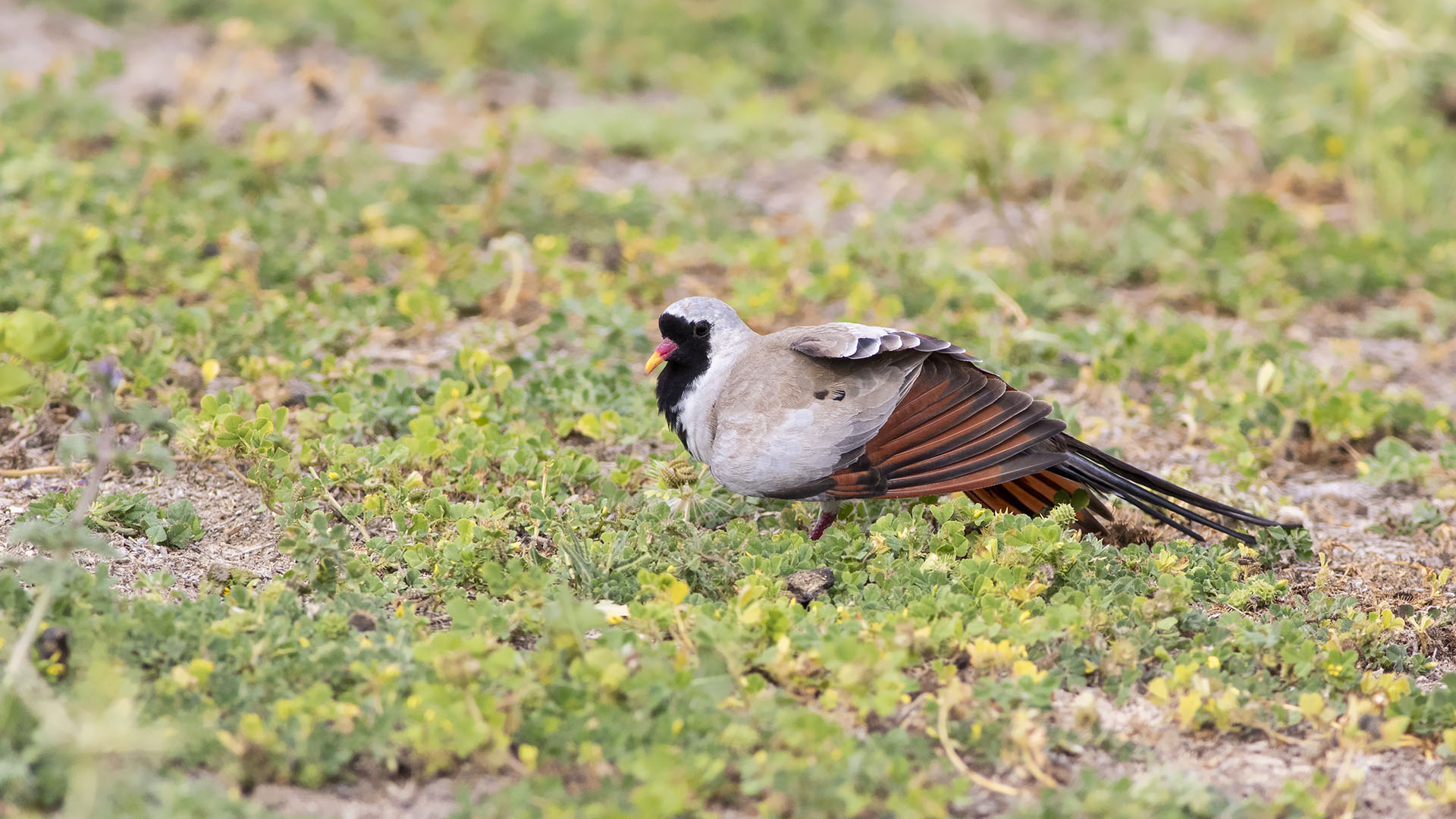 Kap kumrusu » Namaqua Dove » Oena capensis