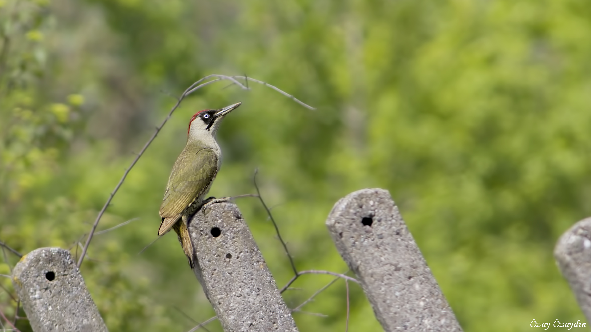 Yeşil ağaçkakan » European Green Woodpecker » Picus viridis