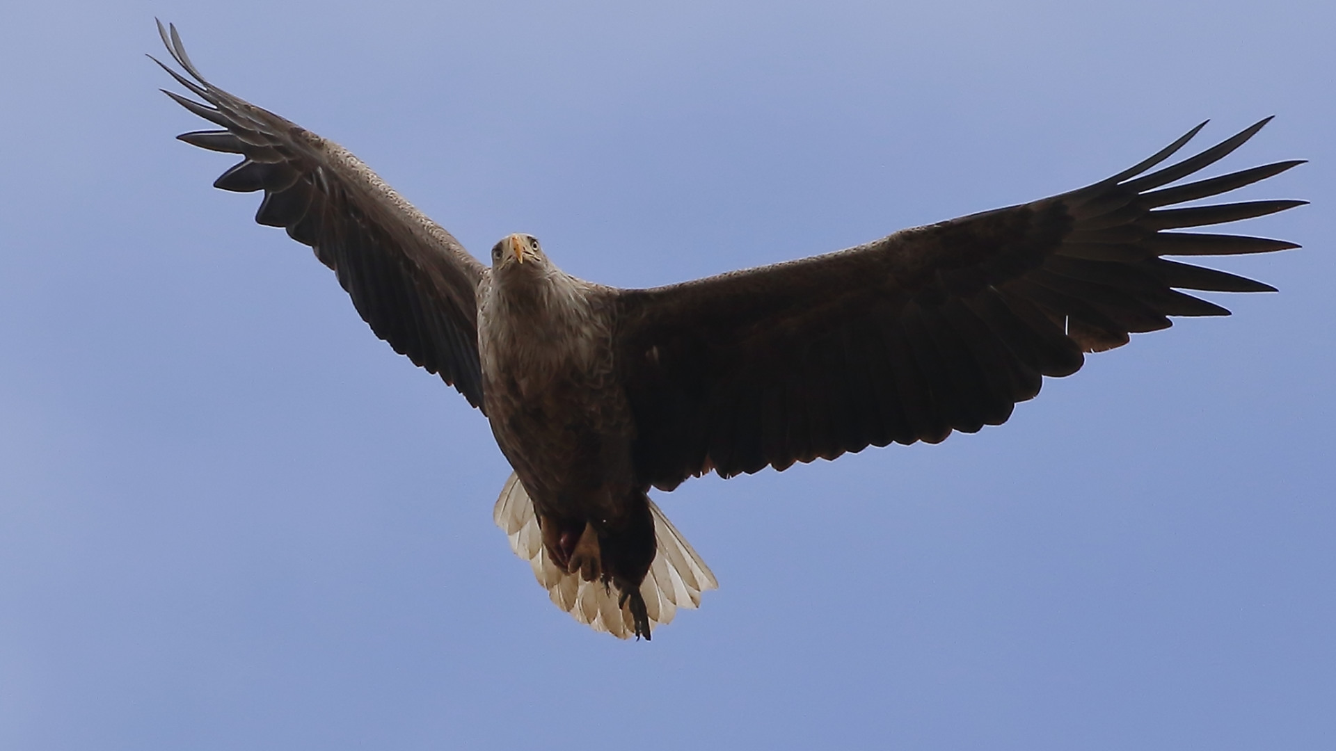 Akkuyruklu kartal