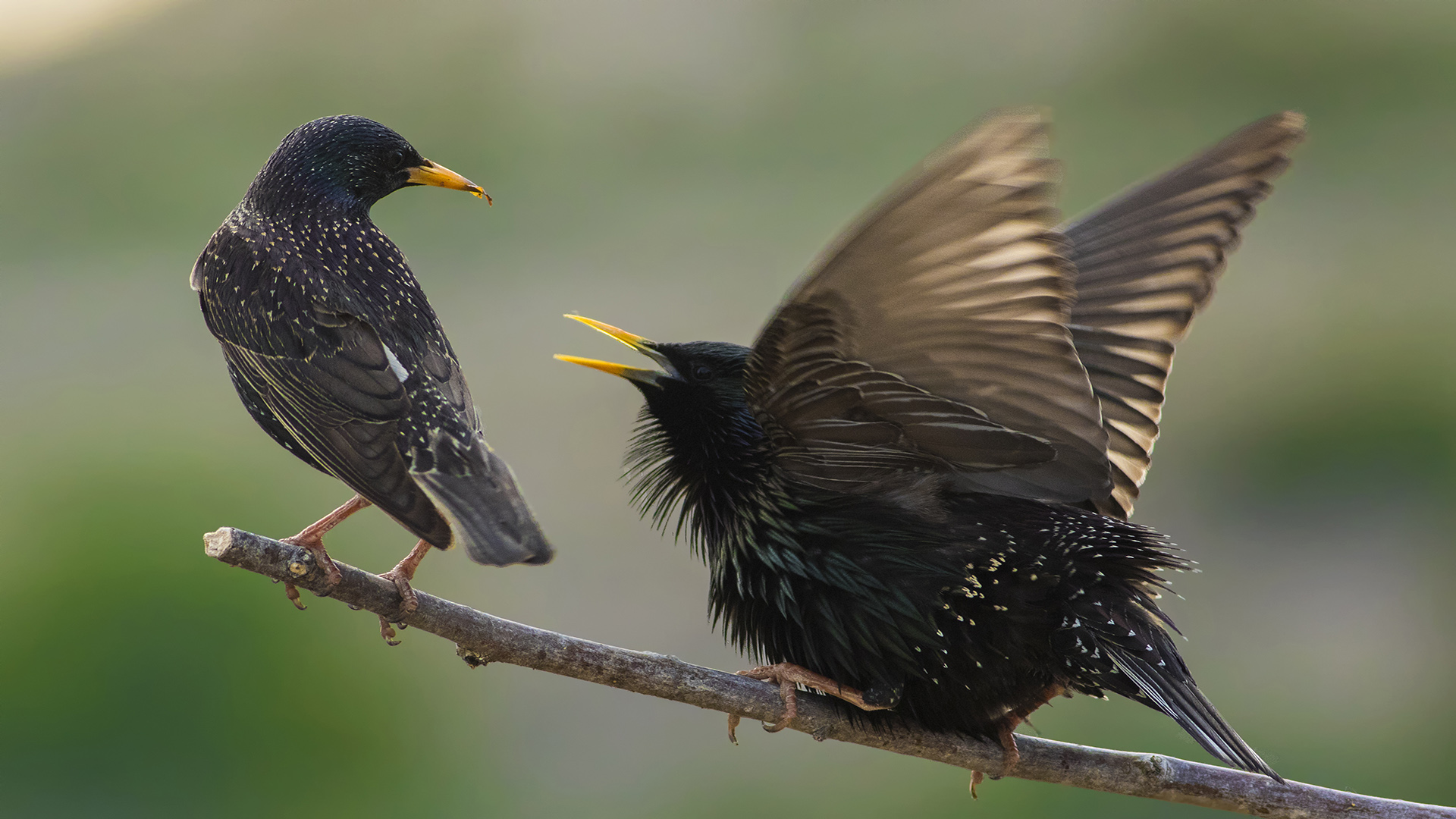 Sığırcık » Common Starling » Sturnus vulgaris