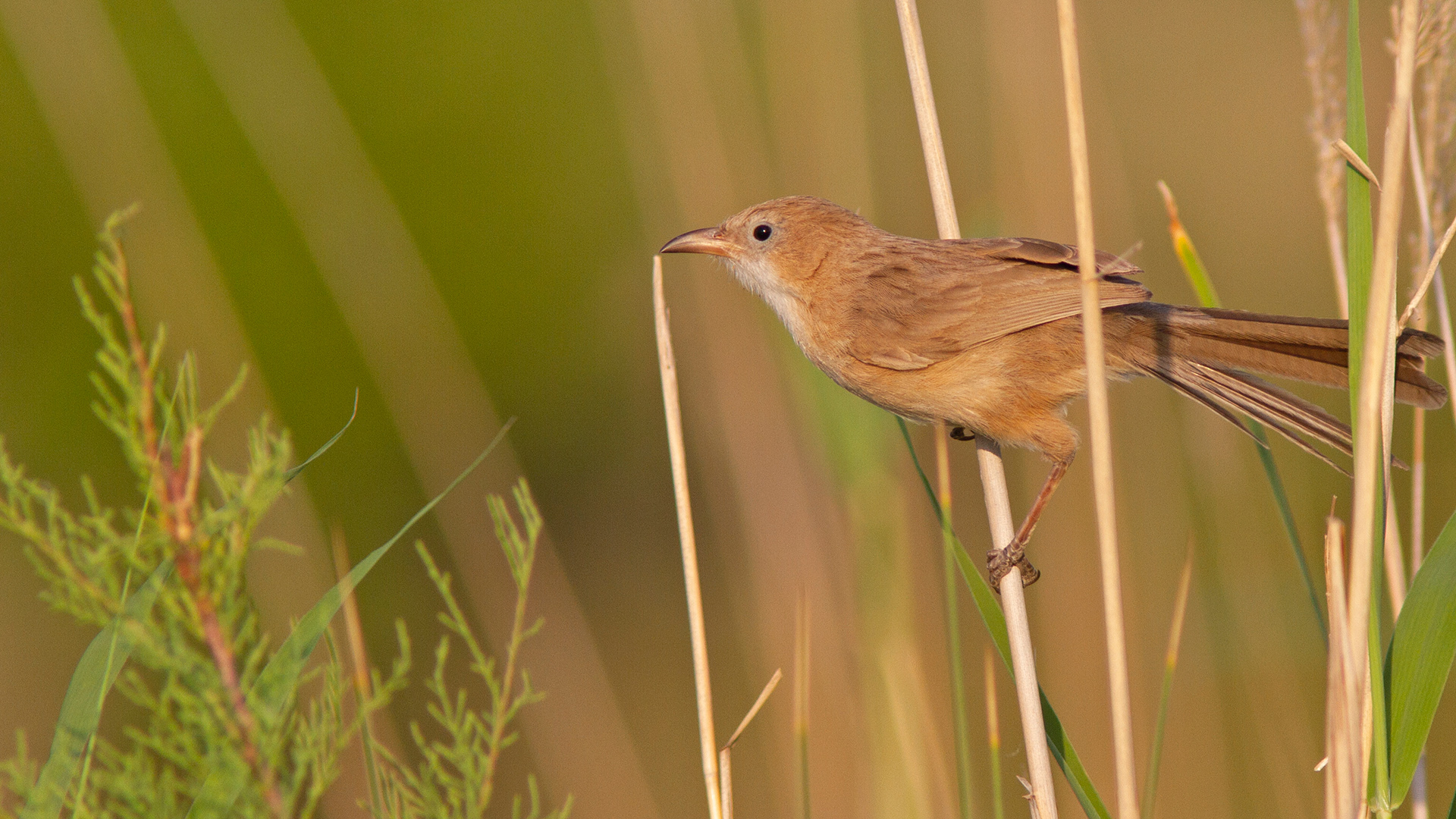 Irak yedikardeşi » Iraq Babbler » Argya altirostris