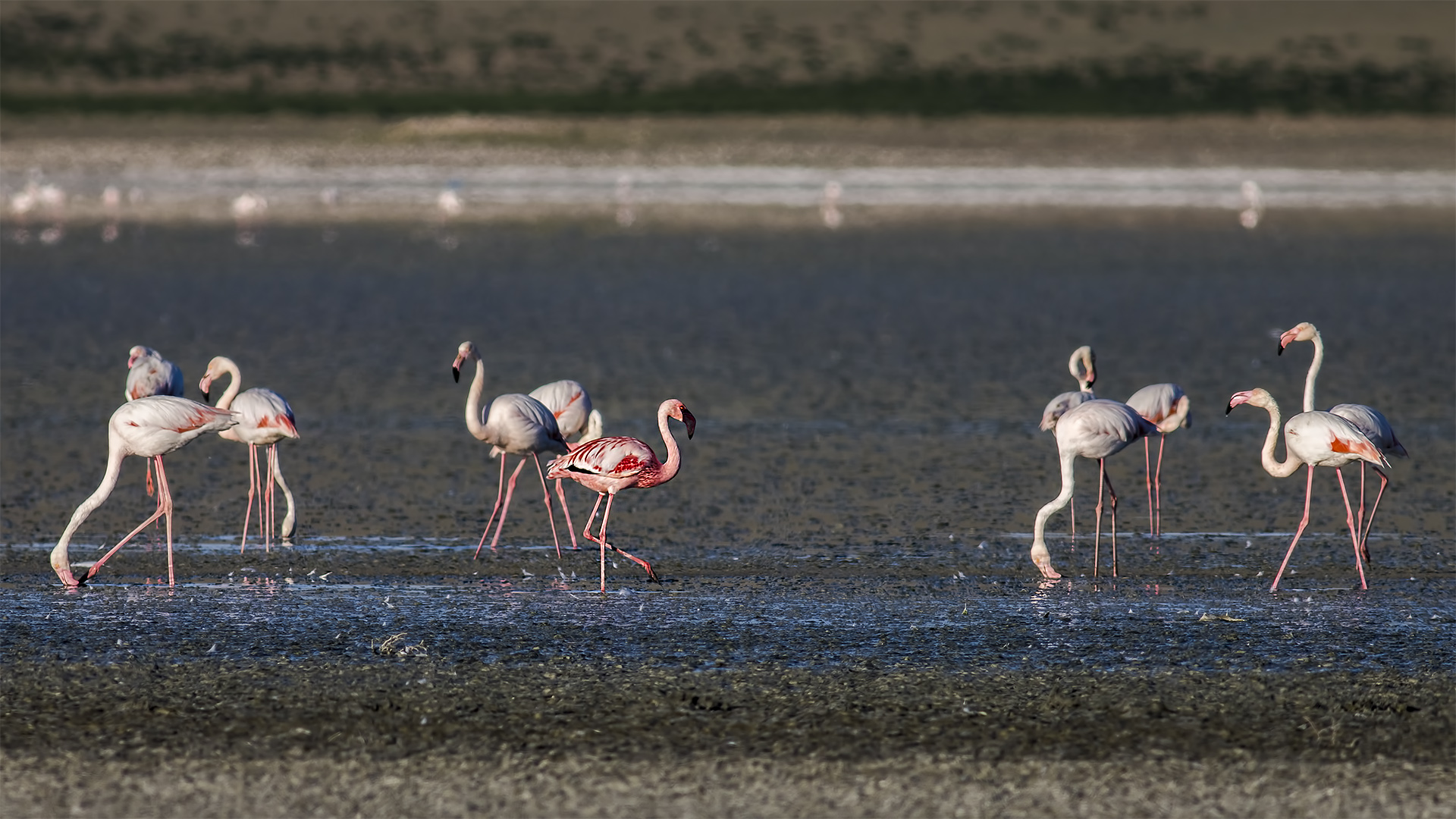 Küçük flamingo