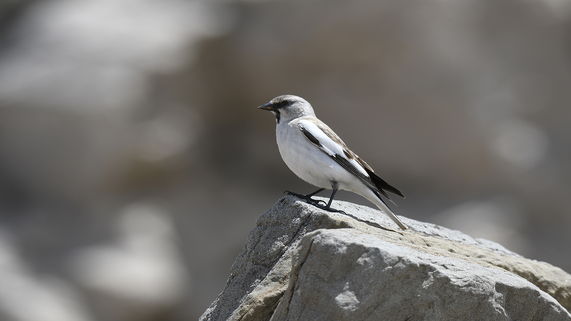 Kar serçesi » White-winged Snowfinch » Montifringilla nivalis