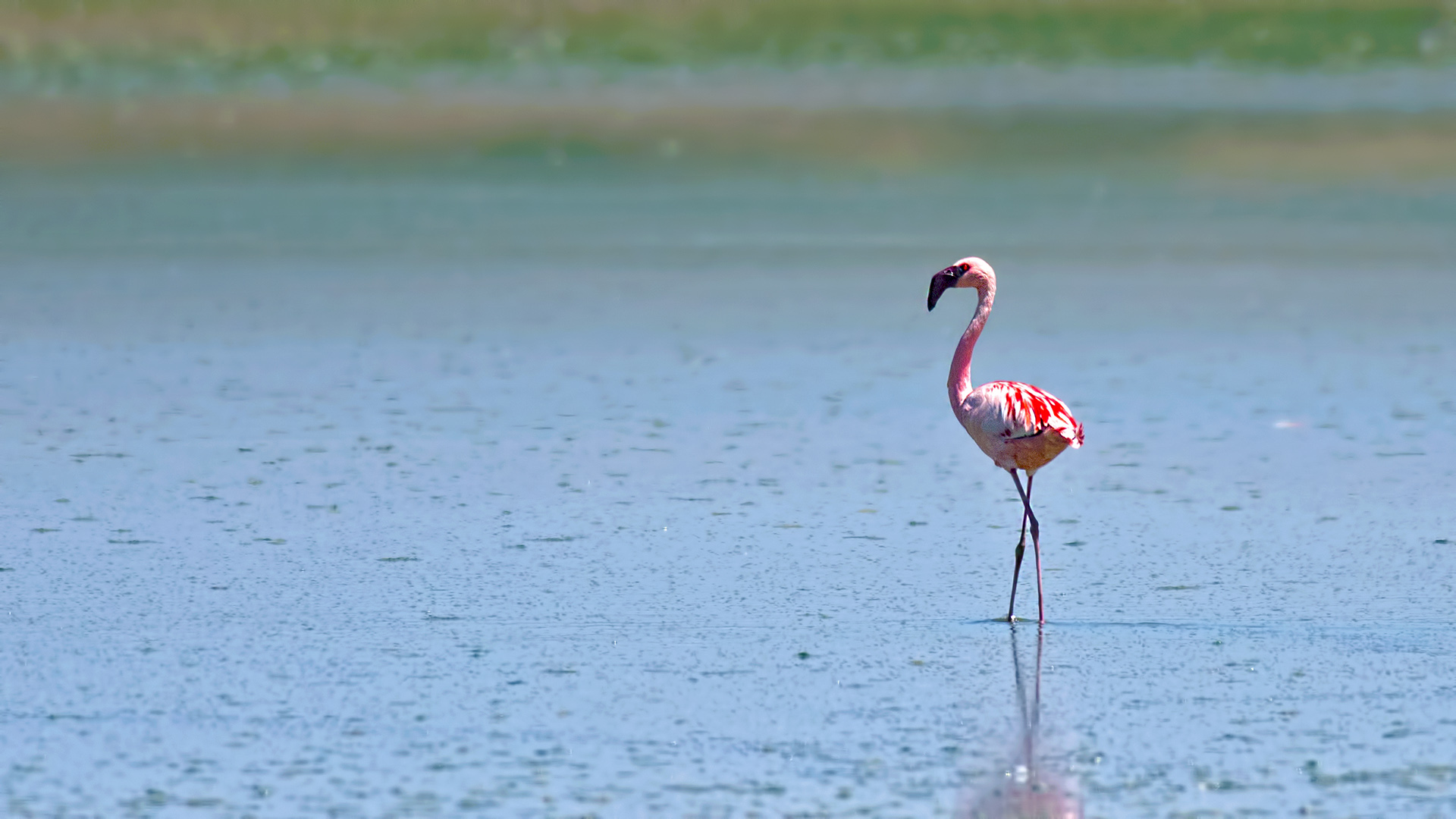 Küçük flamingo