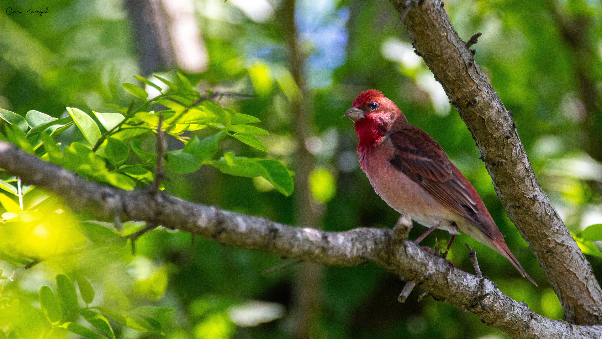 Çütre » Common Rosefinch » Carpodacus erythrinus