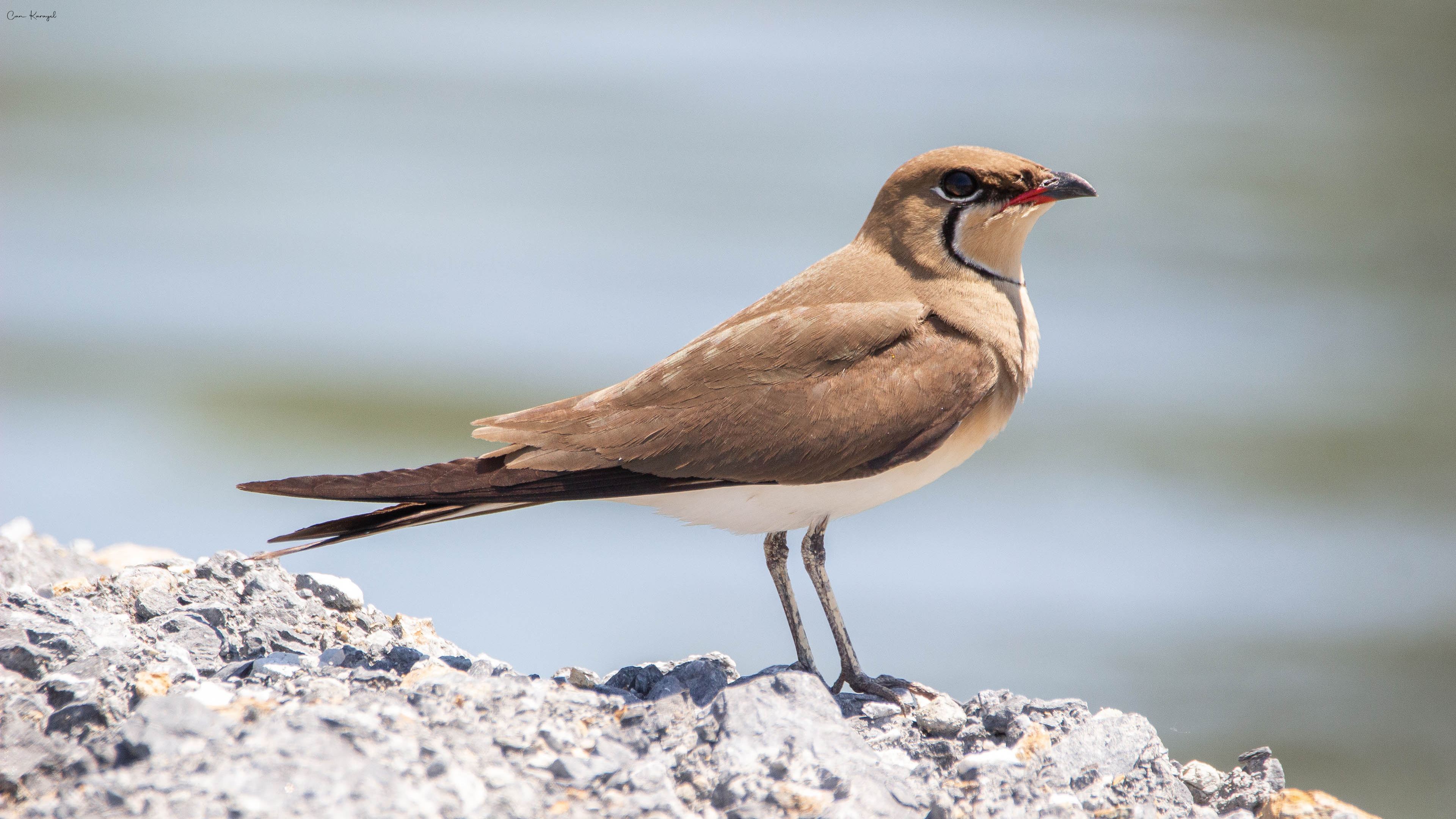 Bataklıkkırlangıcı » Collared Pratincole » Glareola pratincola