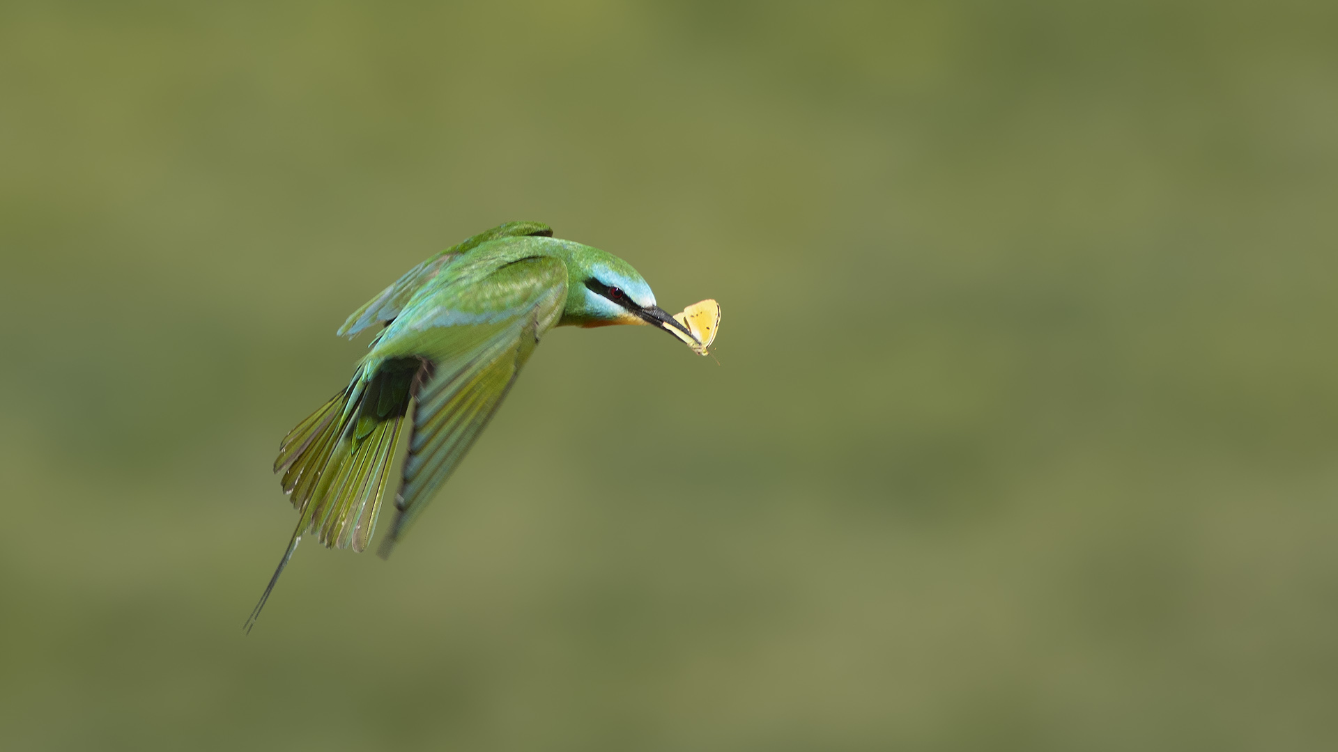 Yeşil arıkuşu » Blue-cheeked Bee-eater » Merops persicus