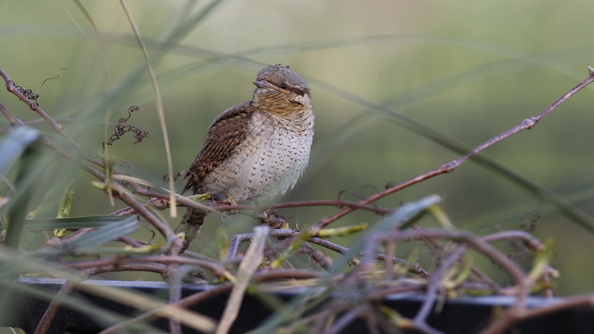 Boyunçeviren » Eurasian Wryneck » Jynx torquilla