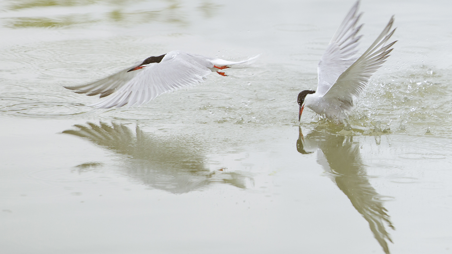 Sumru » Common Tern » Sterna hirundo