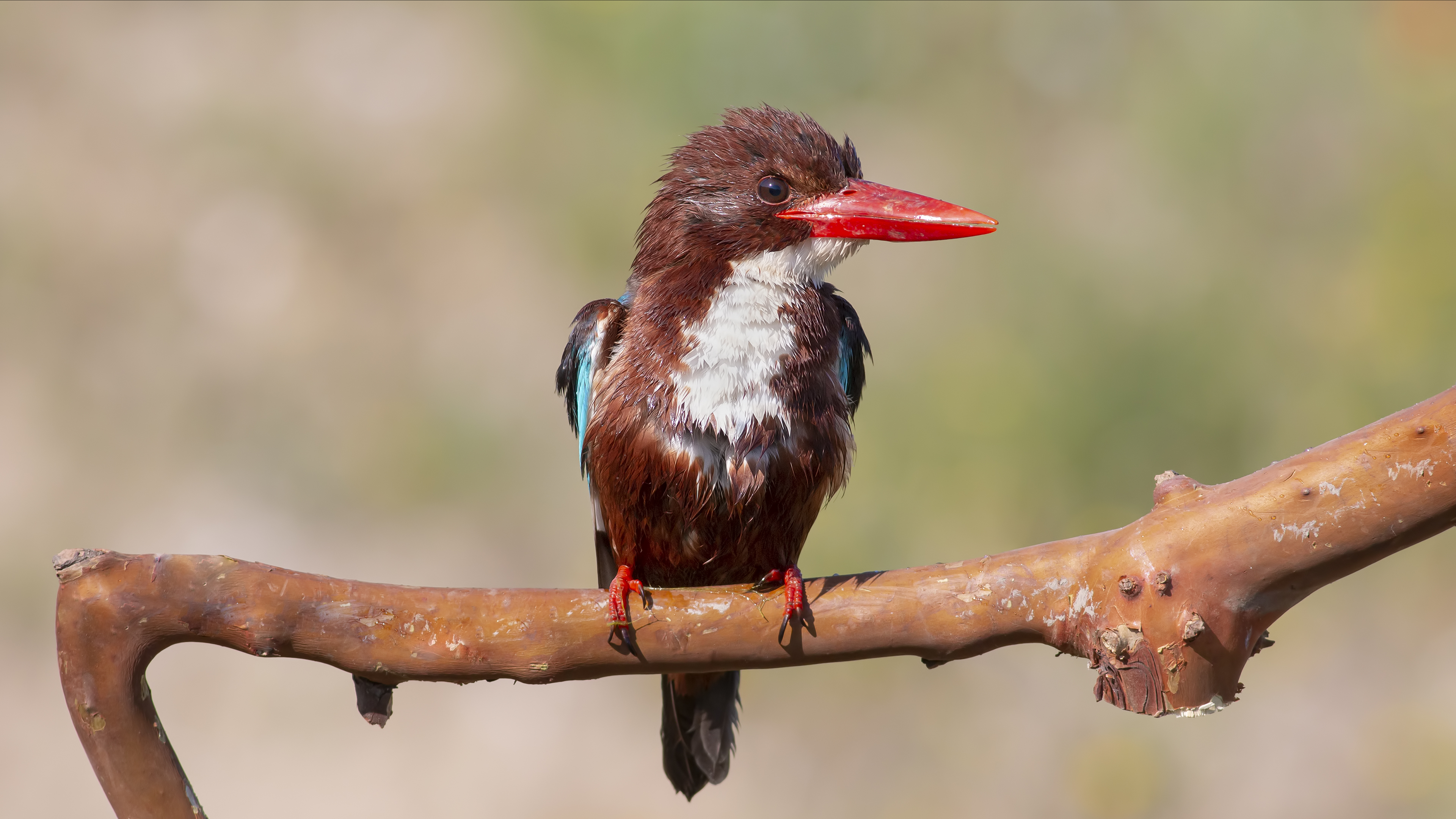 İzmir yalıçapkını » White-throated Kingfisher » Halcyon smyrnensis