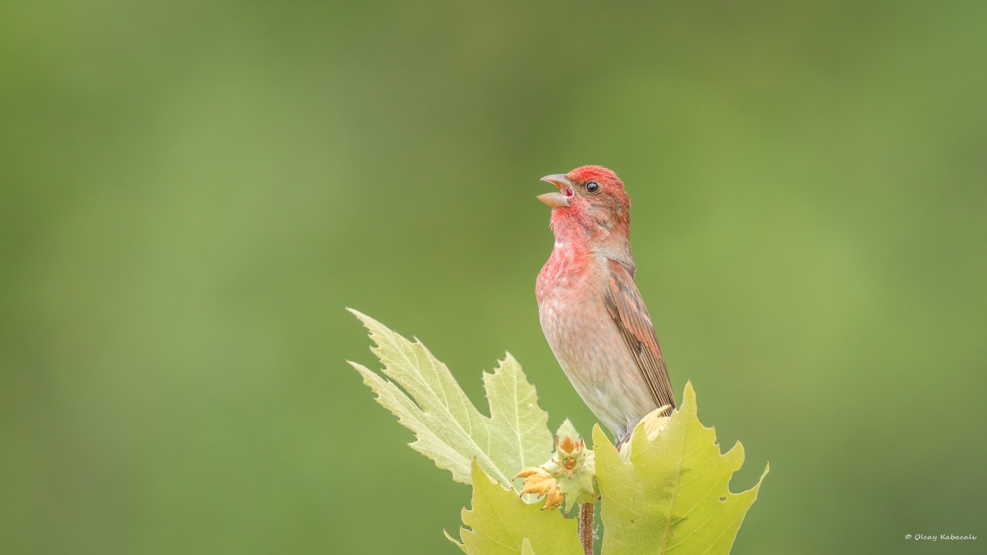 Çütre » Common Rosefinch » Carpodacus erythrinus