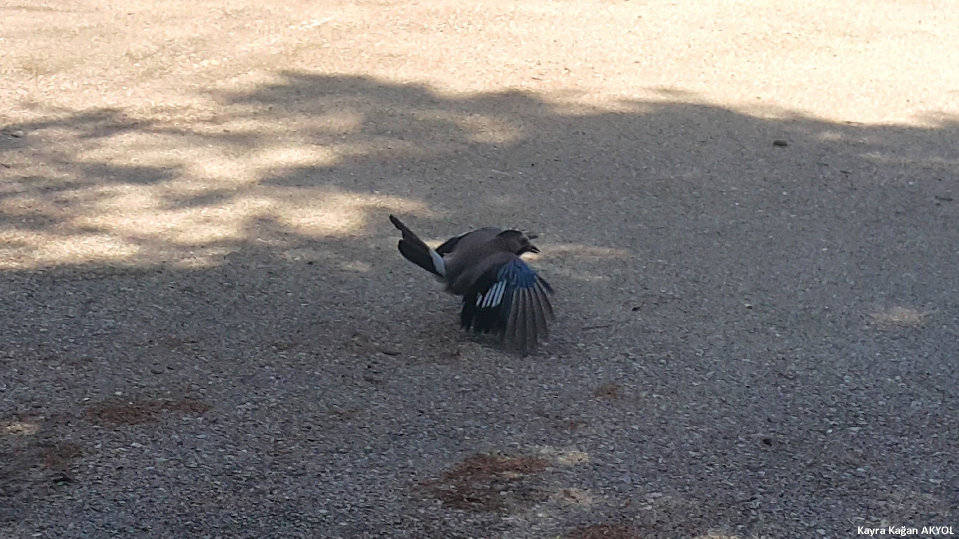 Alakarga » Eurasian Jay » Garrulus glandarius