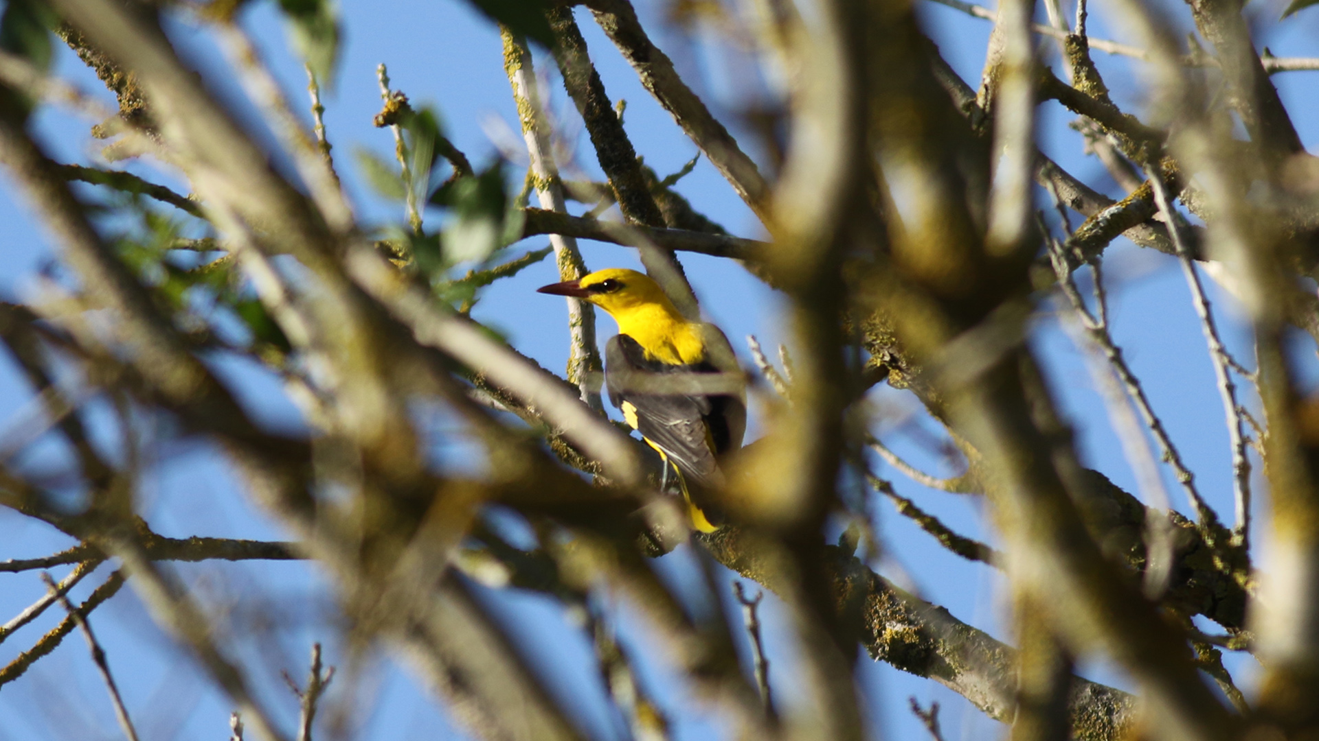 Sarıasma » Eurasian Golden Oriole » Oriolus oriolus