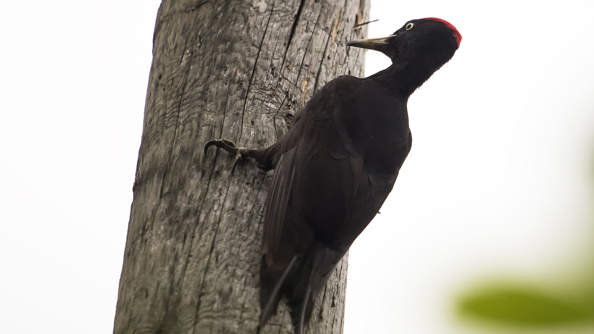 Kara ağaçkakan » Black Woodpecker » Dryocopus martius